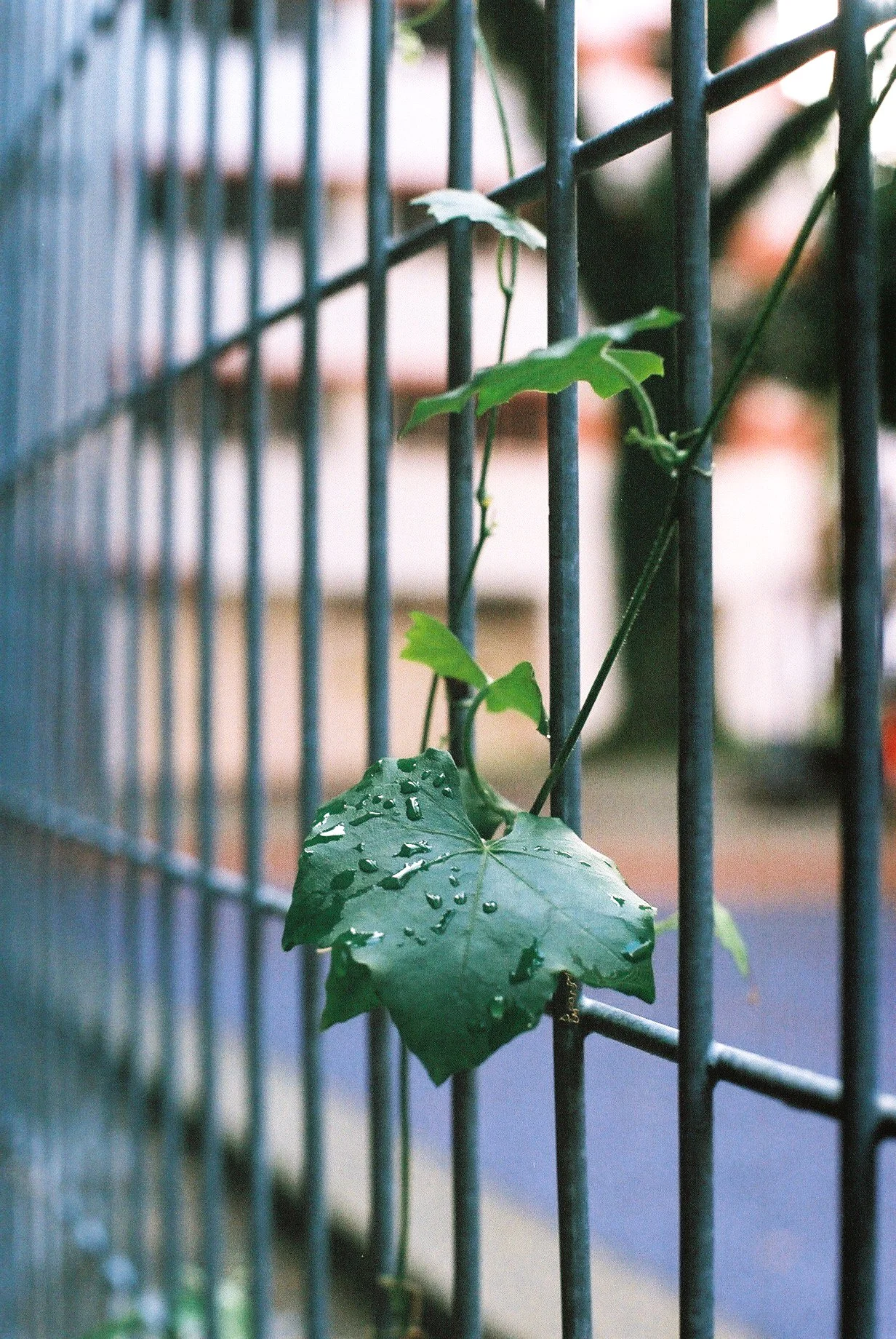 Street_in_Colours_Ultramax-0093.jpg