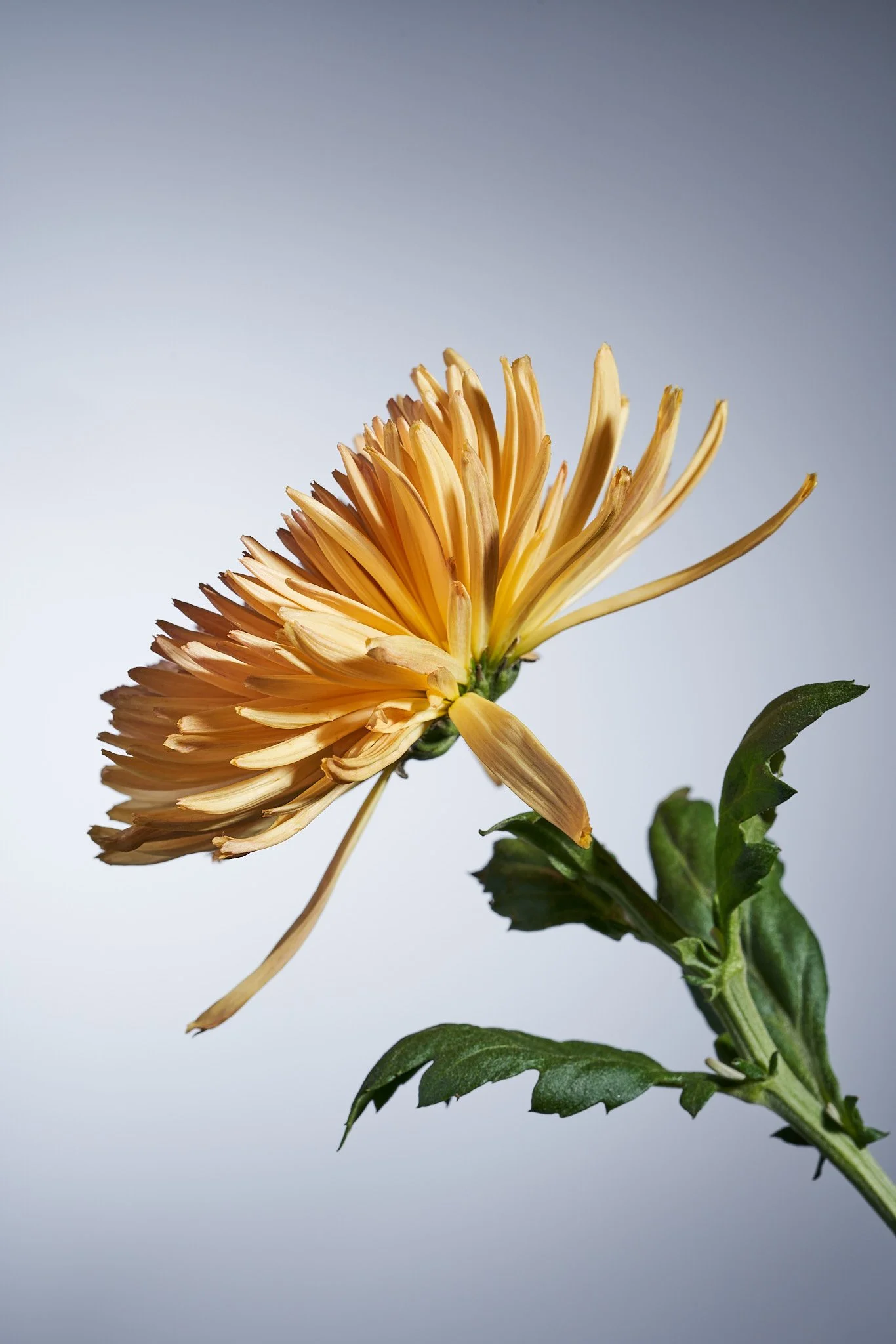 Flowers_0001.jpg