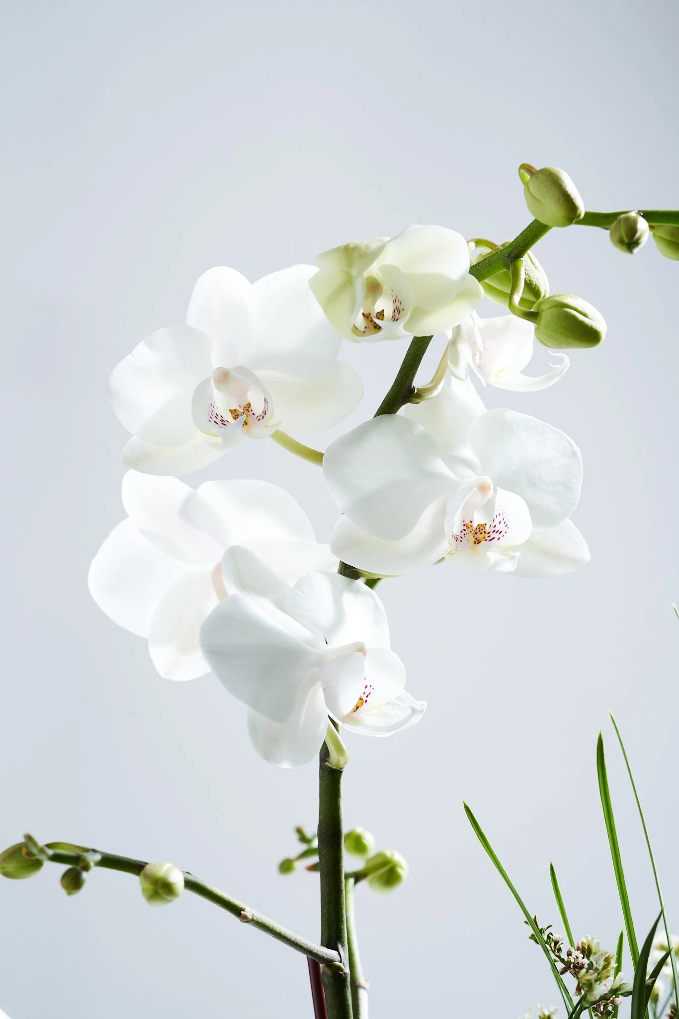Flowers_0006.jpg