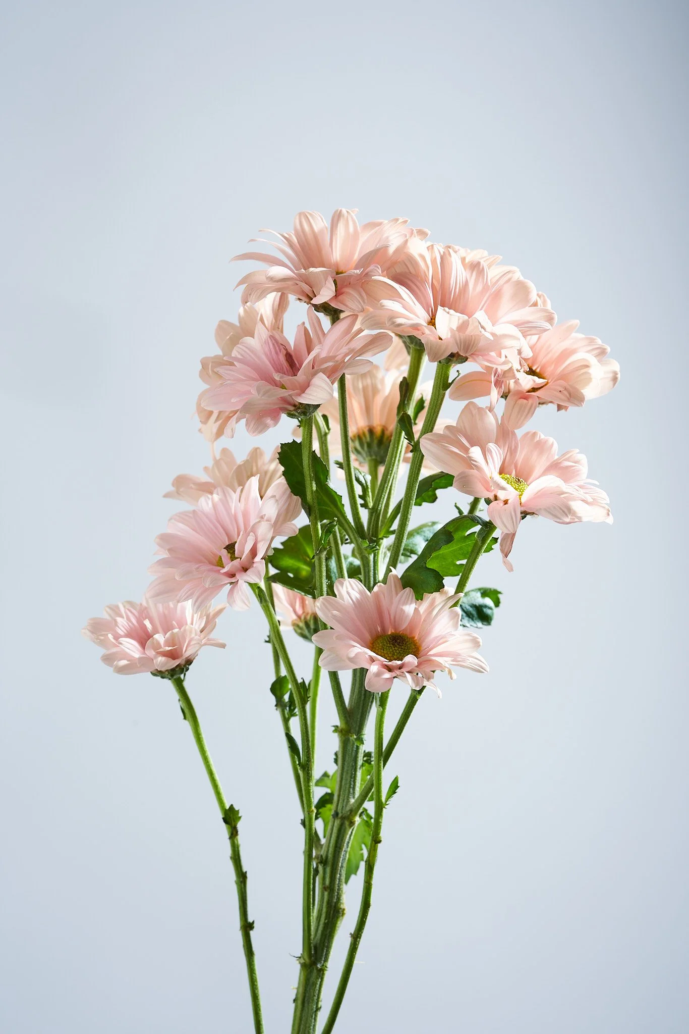 Flowers_0005.jpg