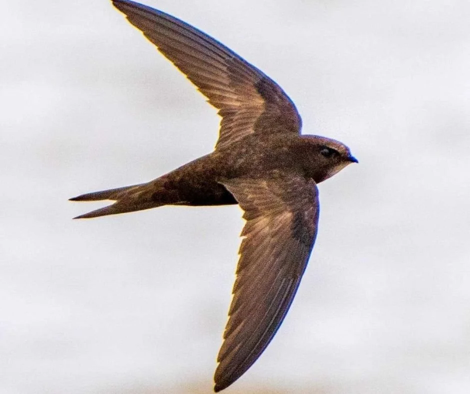 Supporting Swifts on Swift Awareness Week and beyond — Climate Action North