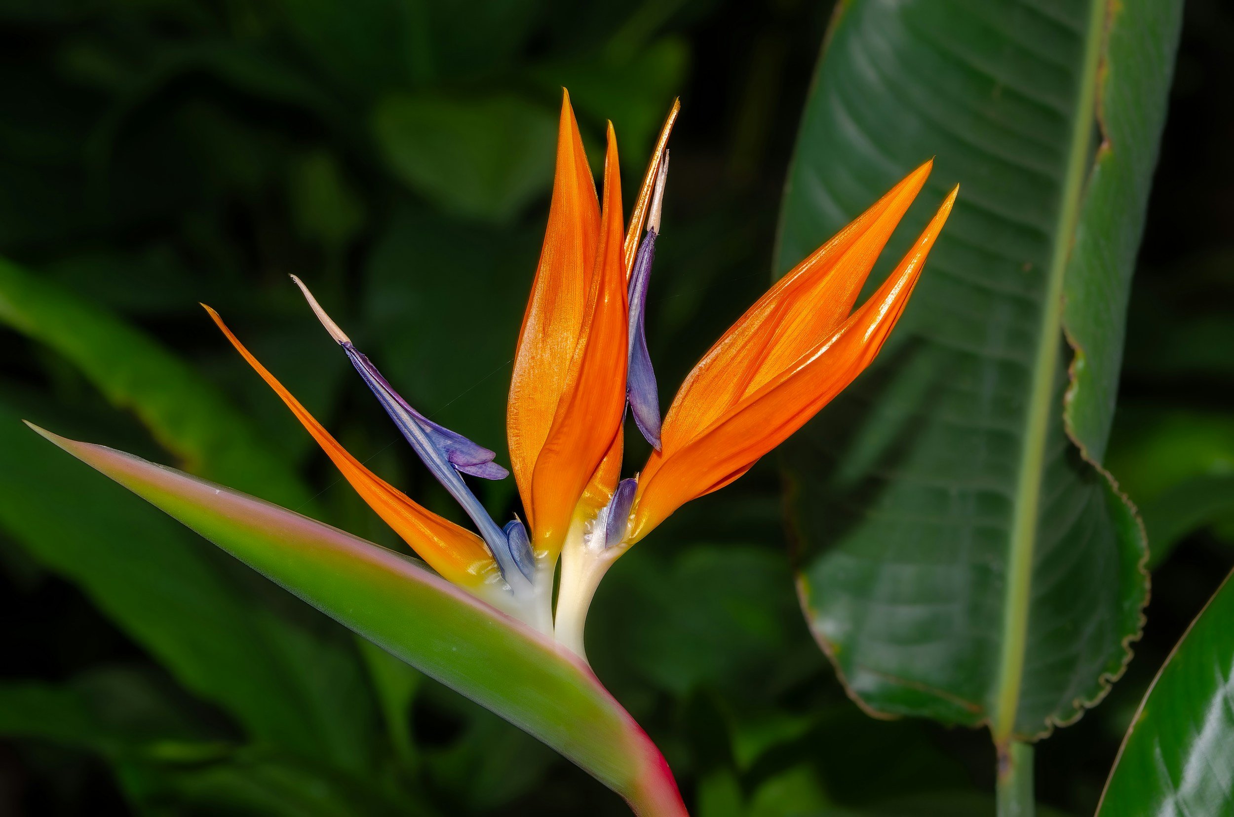 Eine exotische Orchideenblüte mit orange, lila und grün gefärbten Blüten vor dunklem, grünem Hintergrund.