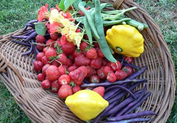 P1000500 - basket of fruit & veggies 10.08.07 - small2crop.jpg
