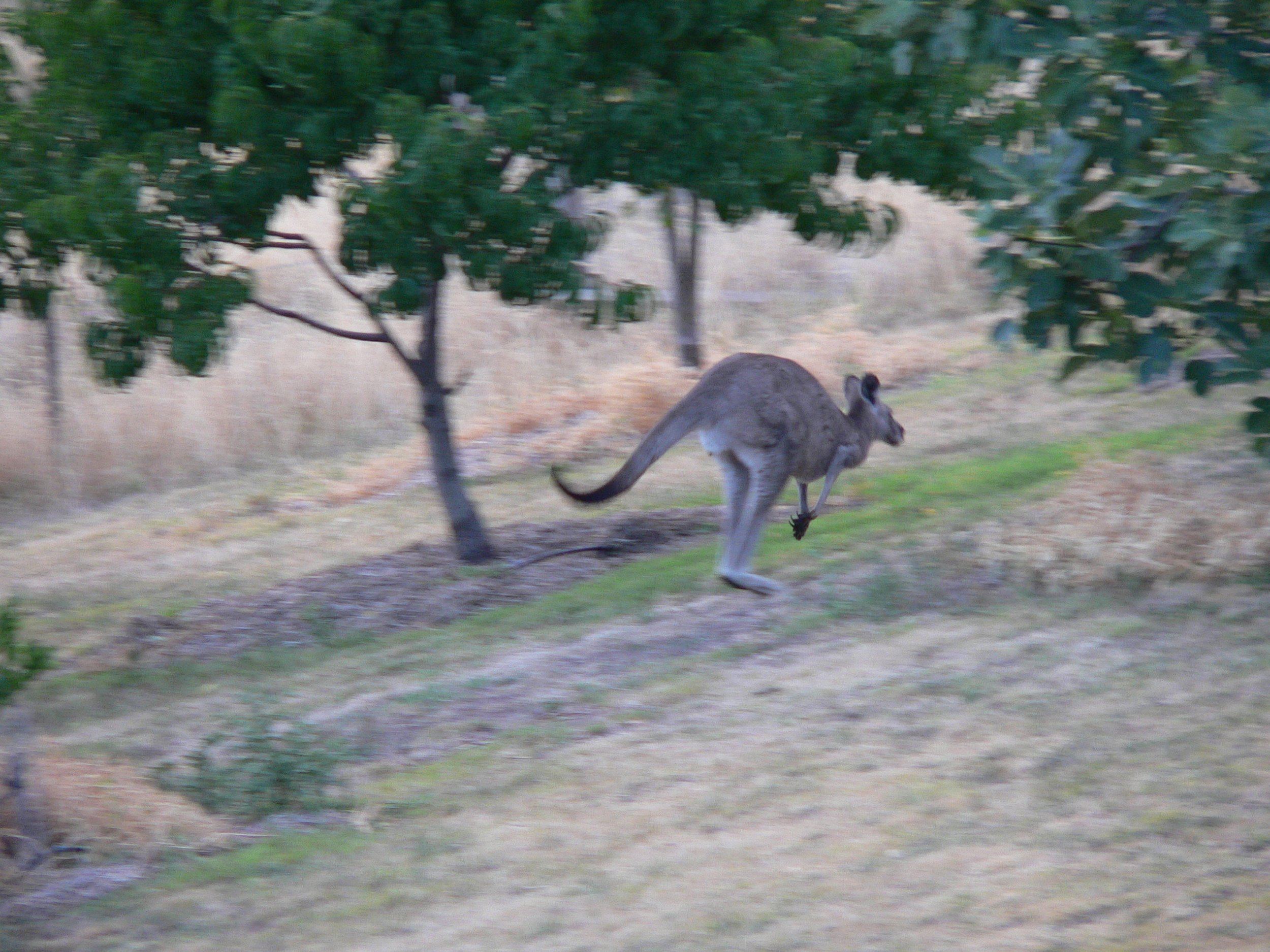 P1000536 hopping kangaroo 11.2.06.JPG