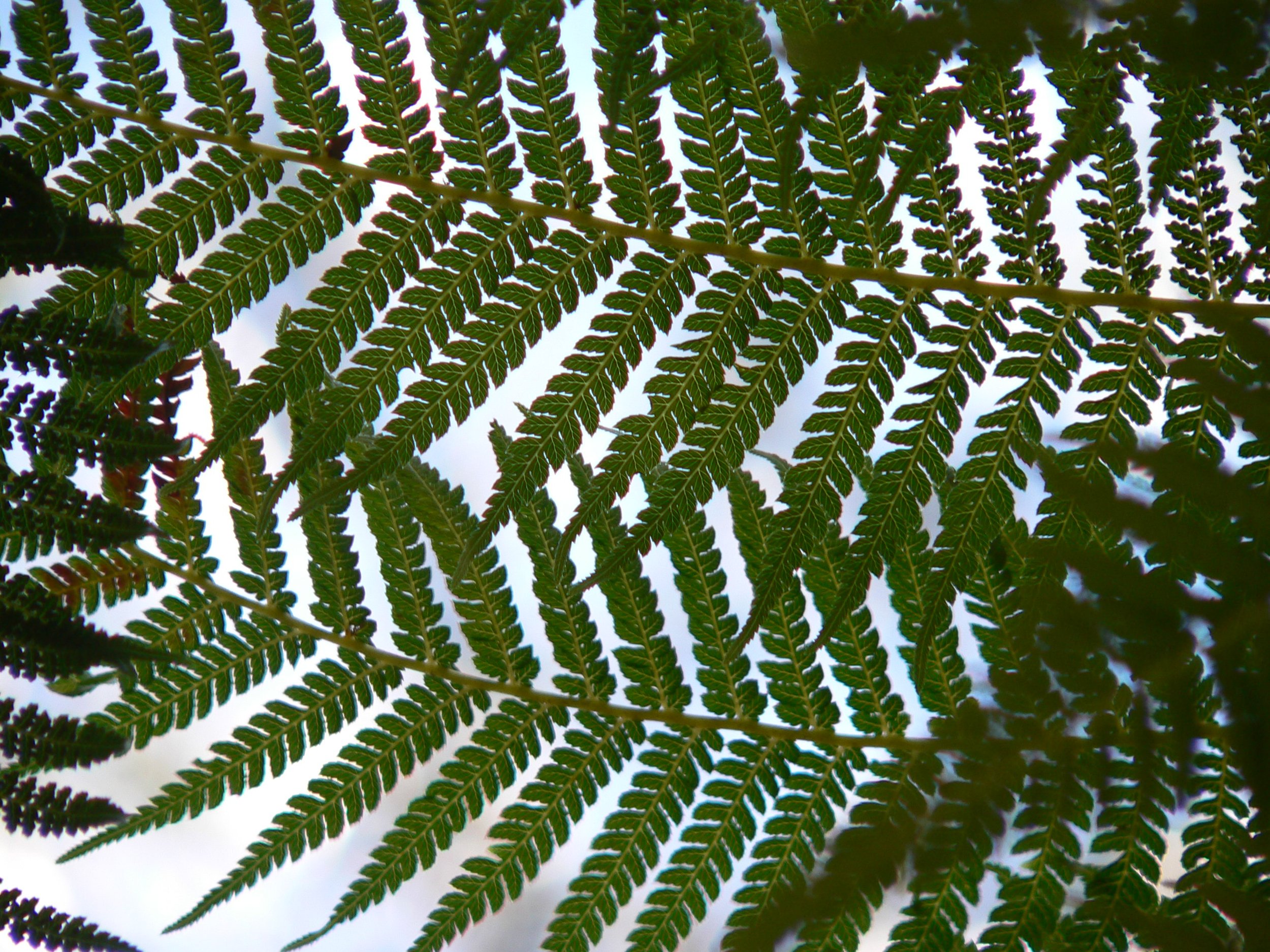 P1000681 tree fern leaf tracery 20.3.06.JPG