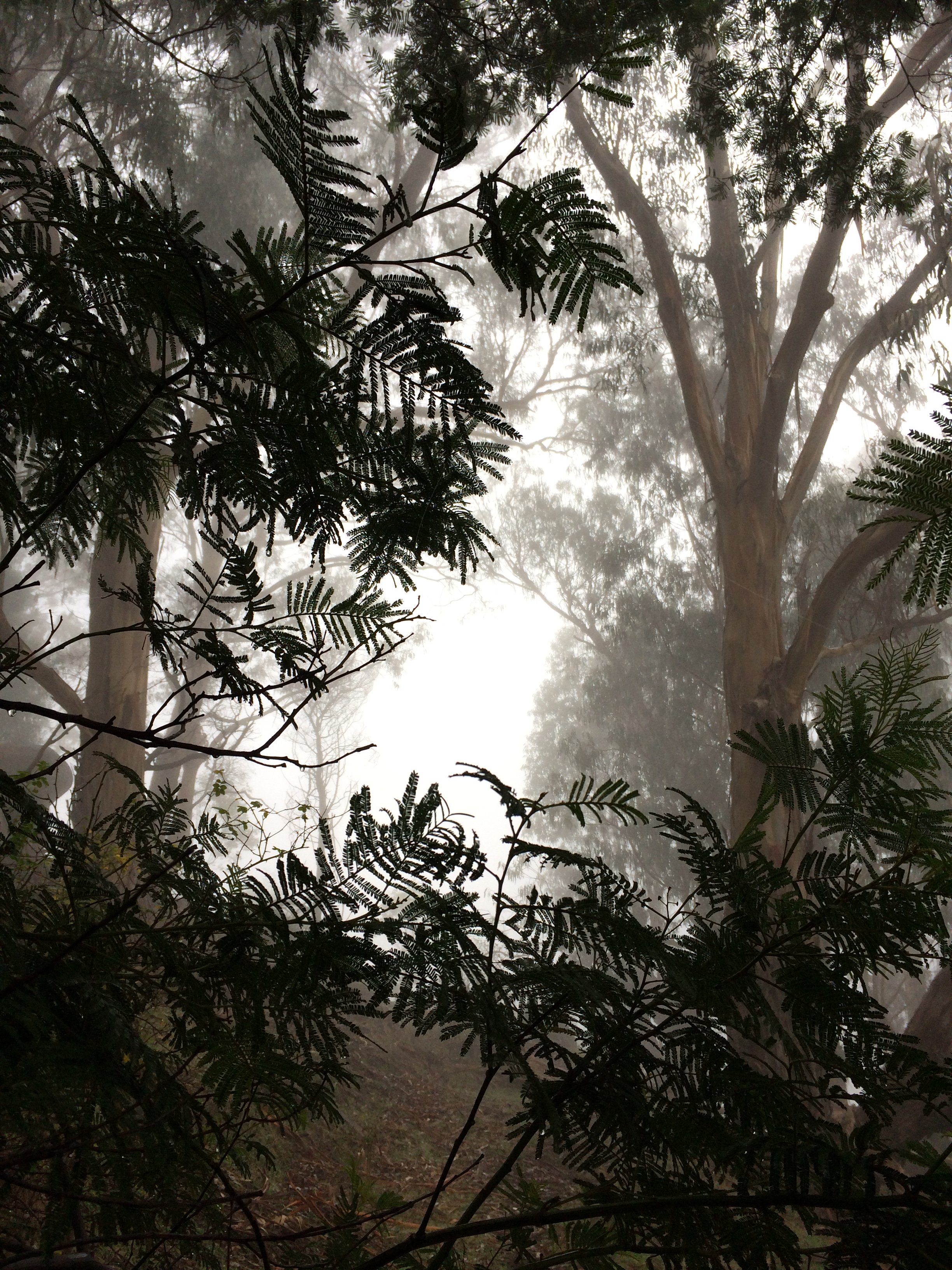 01 IMG_7798 - 31.5.20 trees in fog.jpg