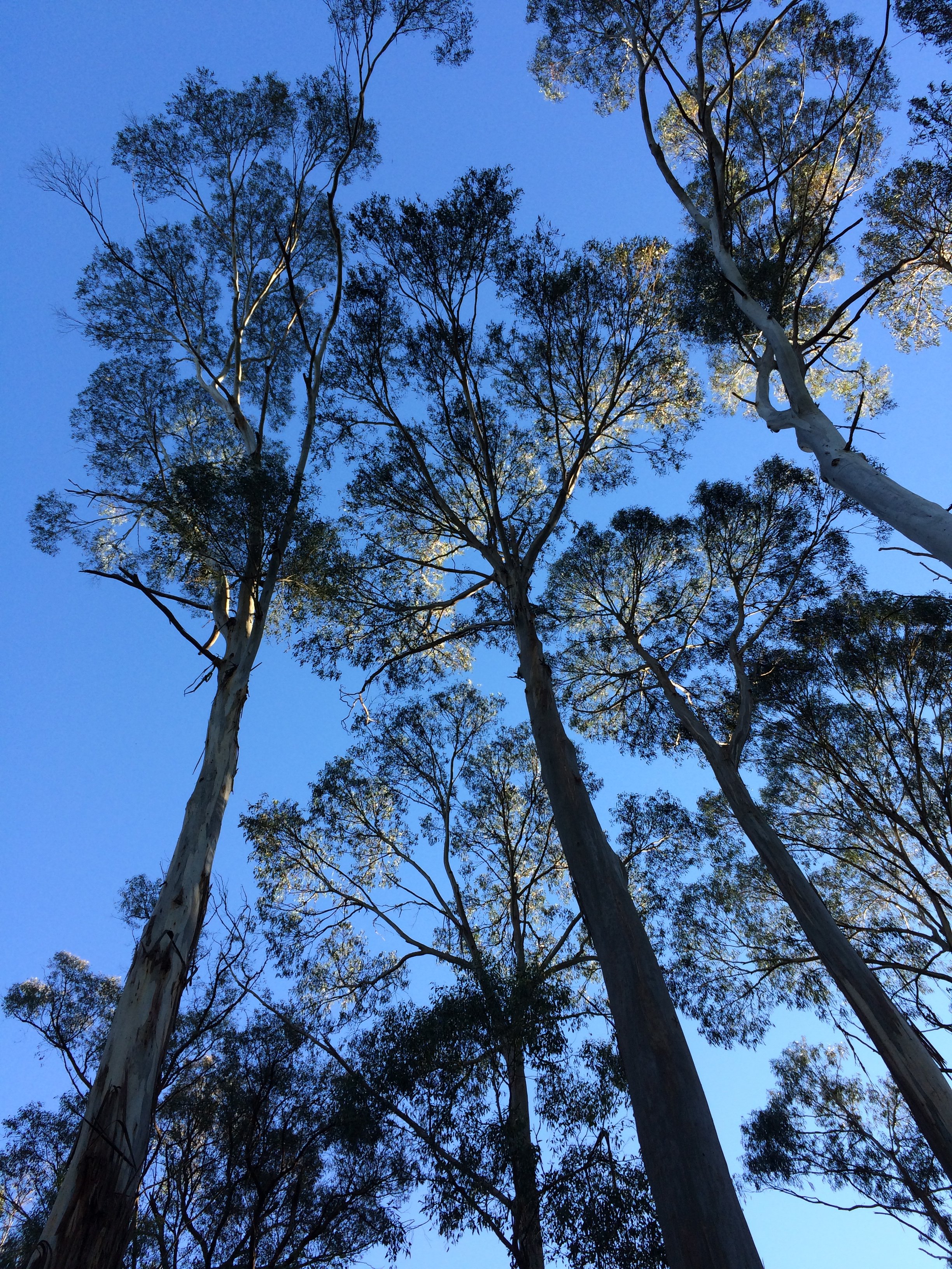 IMG_7565 blue gum forest high silhouettes 16.5.20.jpg