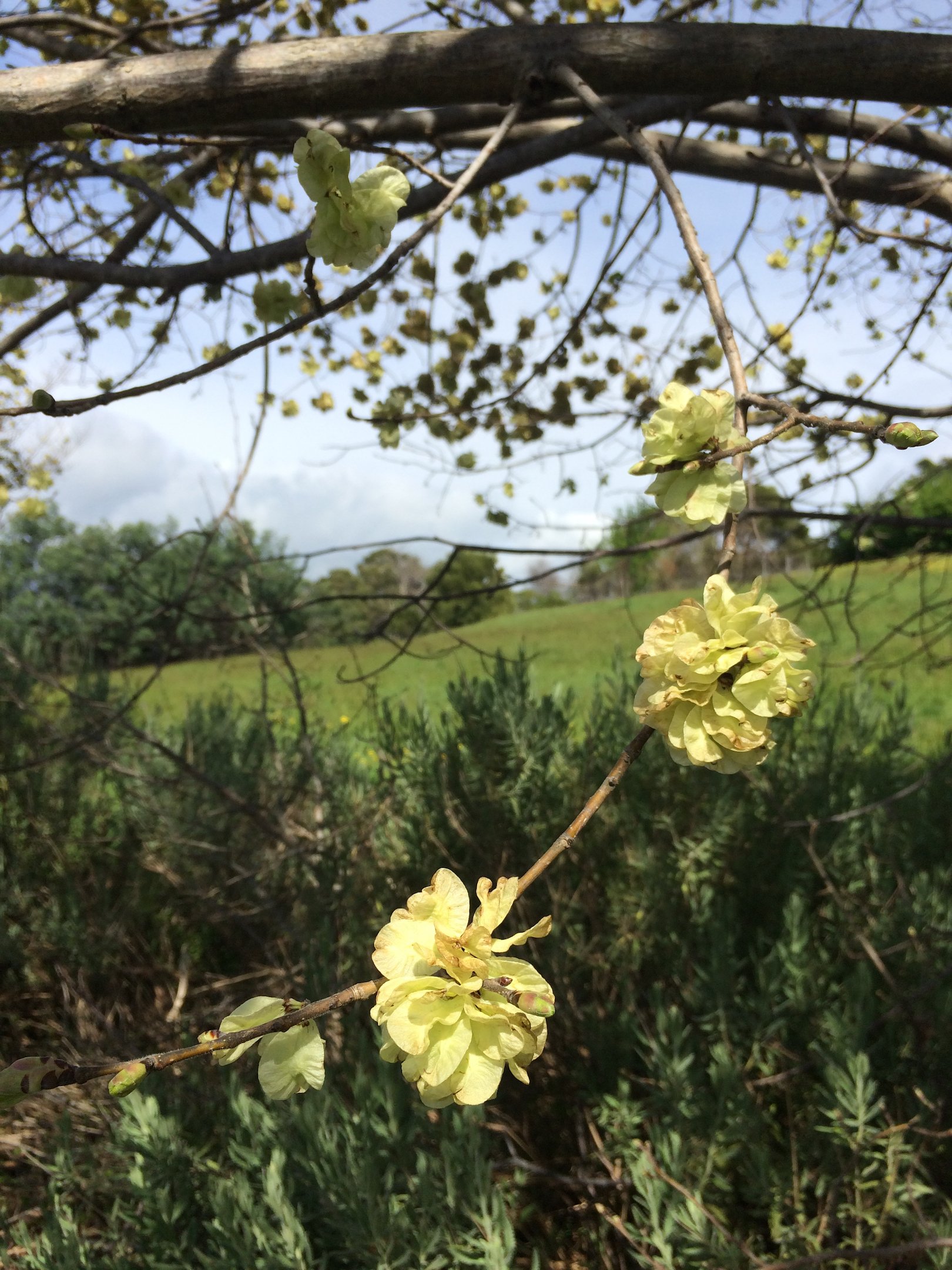 IMG_8429 - golden elm flowers with background view 9.10.20 reduced.jpg