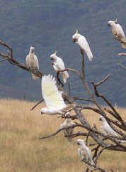 P1000410 - cockatoos on dead tree - small2 crop.jpg