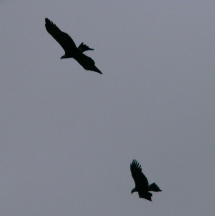 P1030347 Eagle silhouette 30.6.08 square crop.JPG