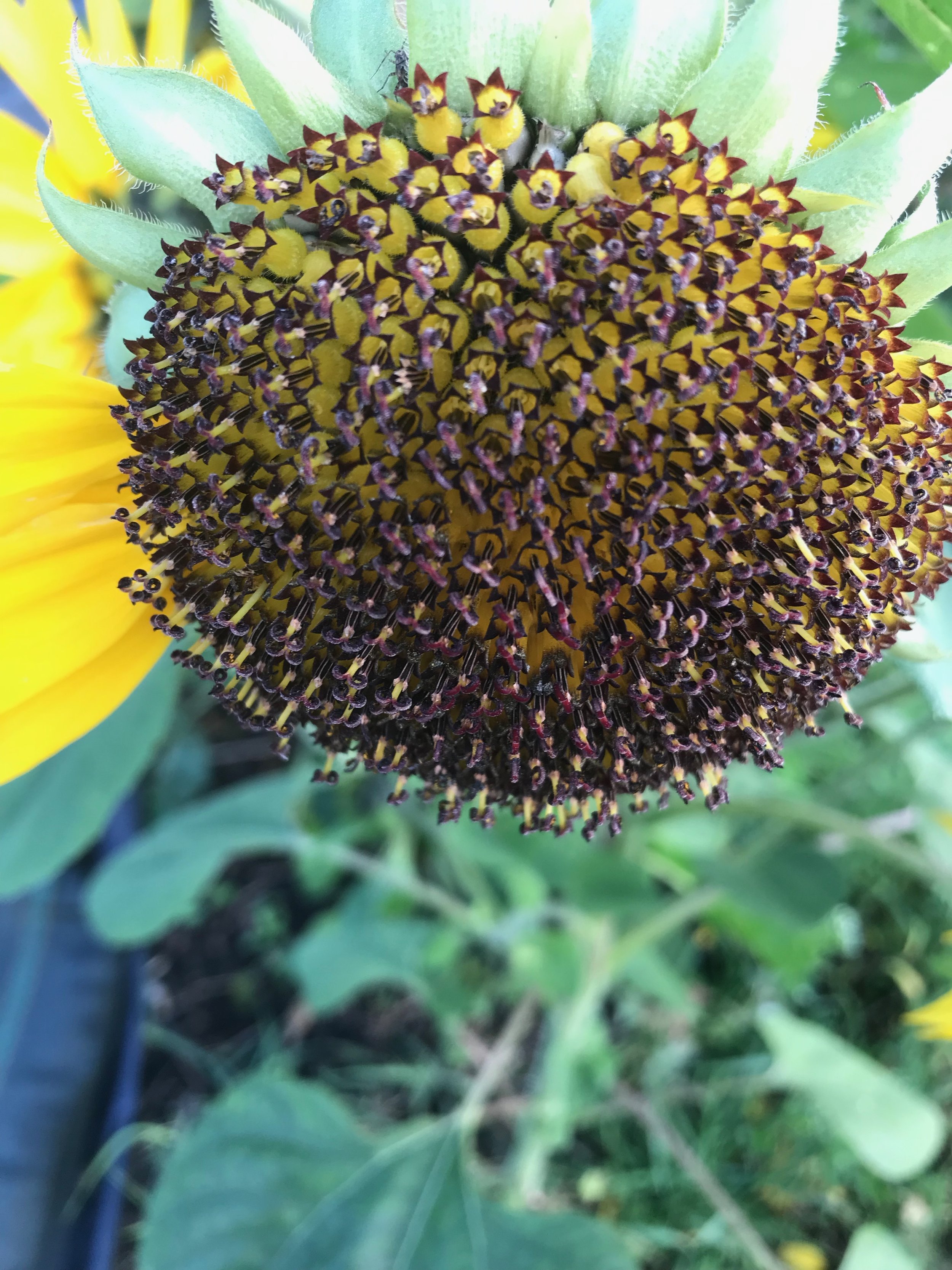 IMG_5018.jpeg