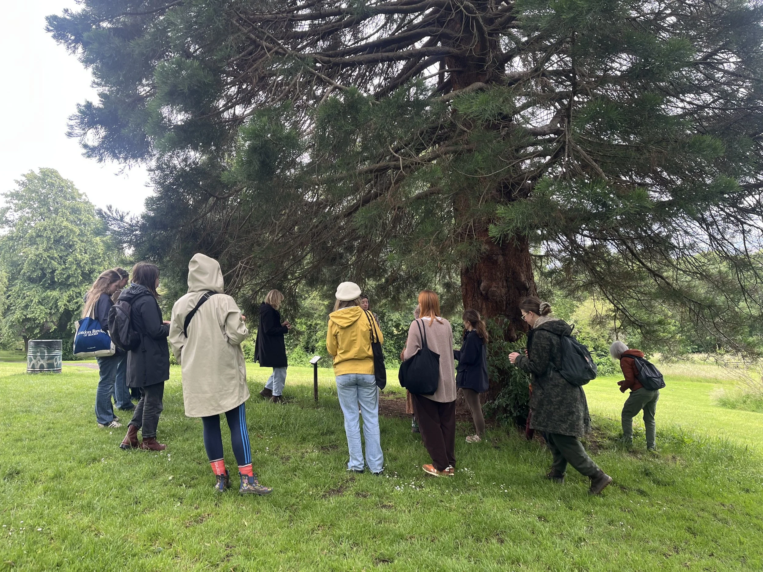 Festival Of Nature - Rooted In Nature: Exploring our Creative Connection to Trees