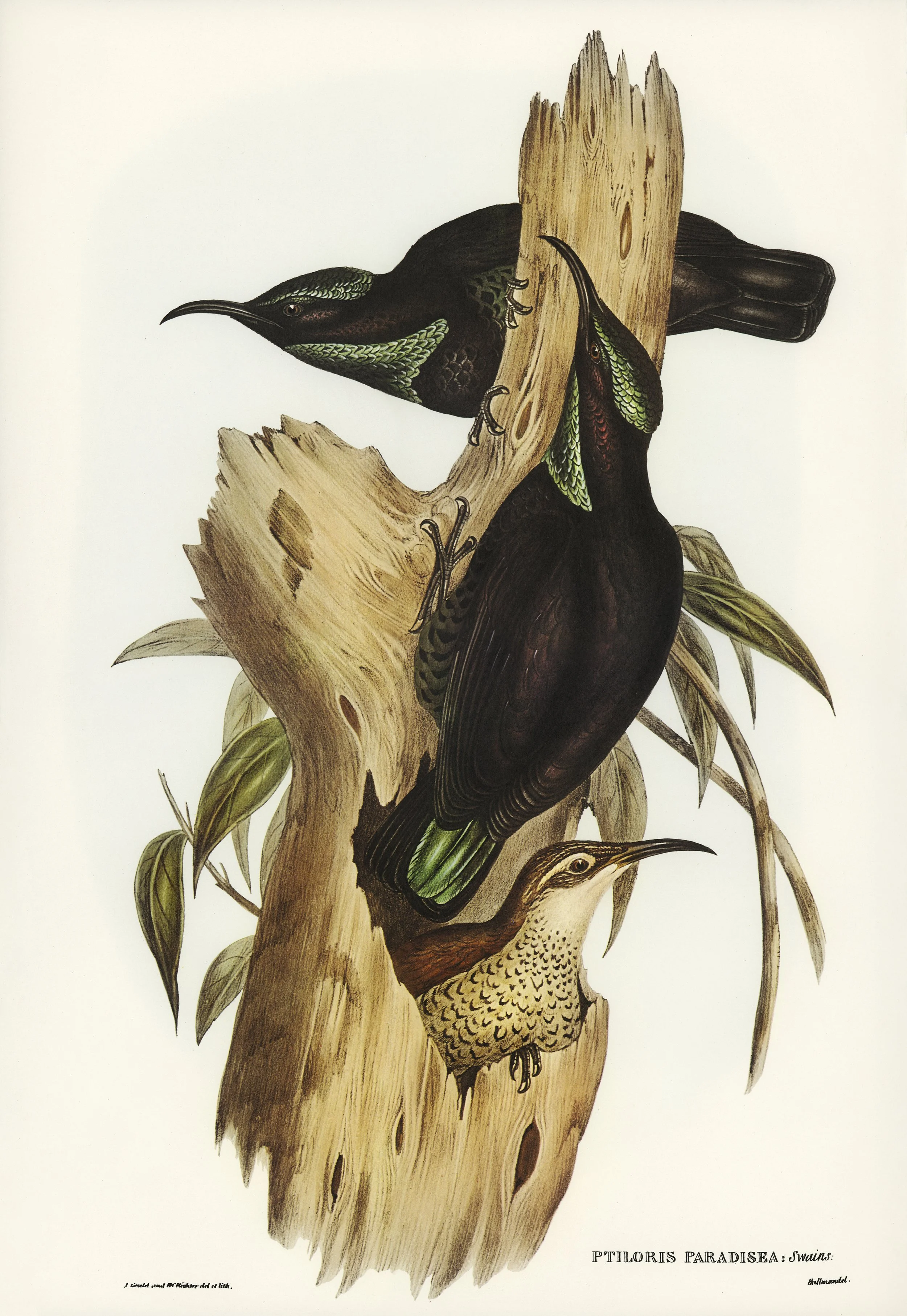 rifle-bird-ptiloris-paradiseus-illustrated-by-elizabeth-gould.jpg