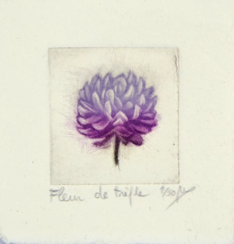 Fleur de trèfle
