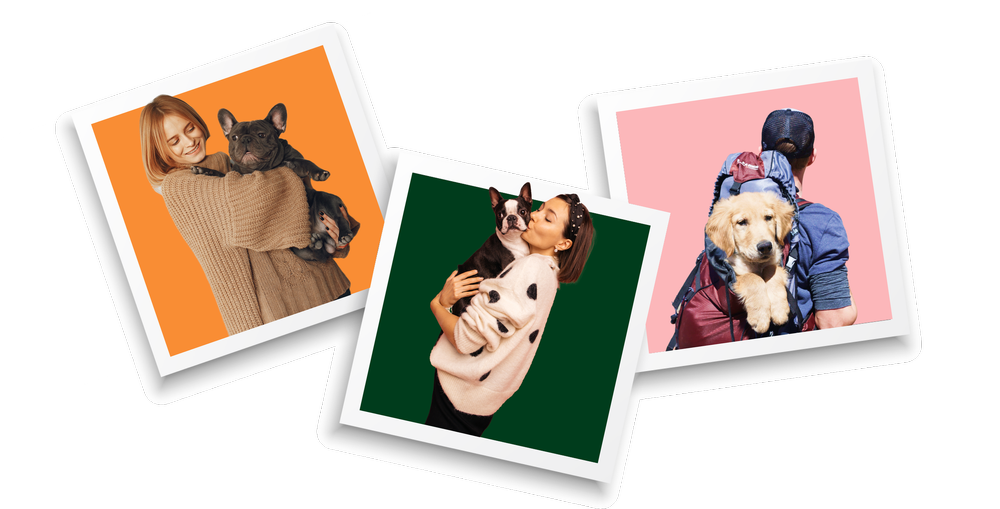 Pet Adventures Pet relocation and pet travel services