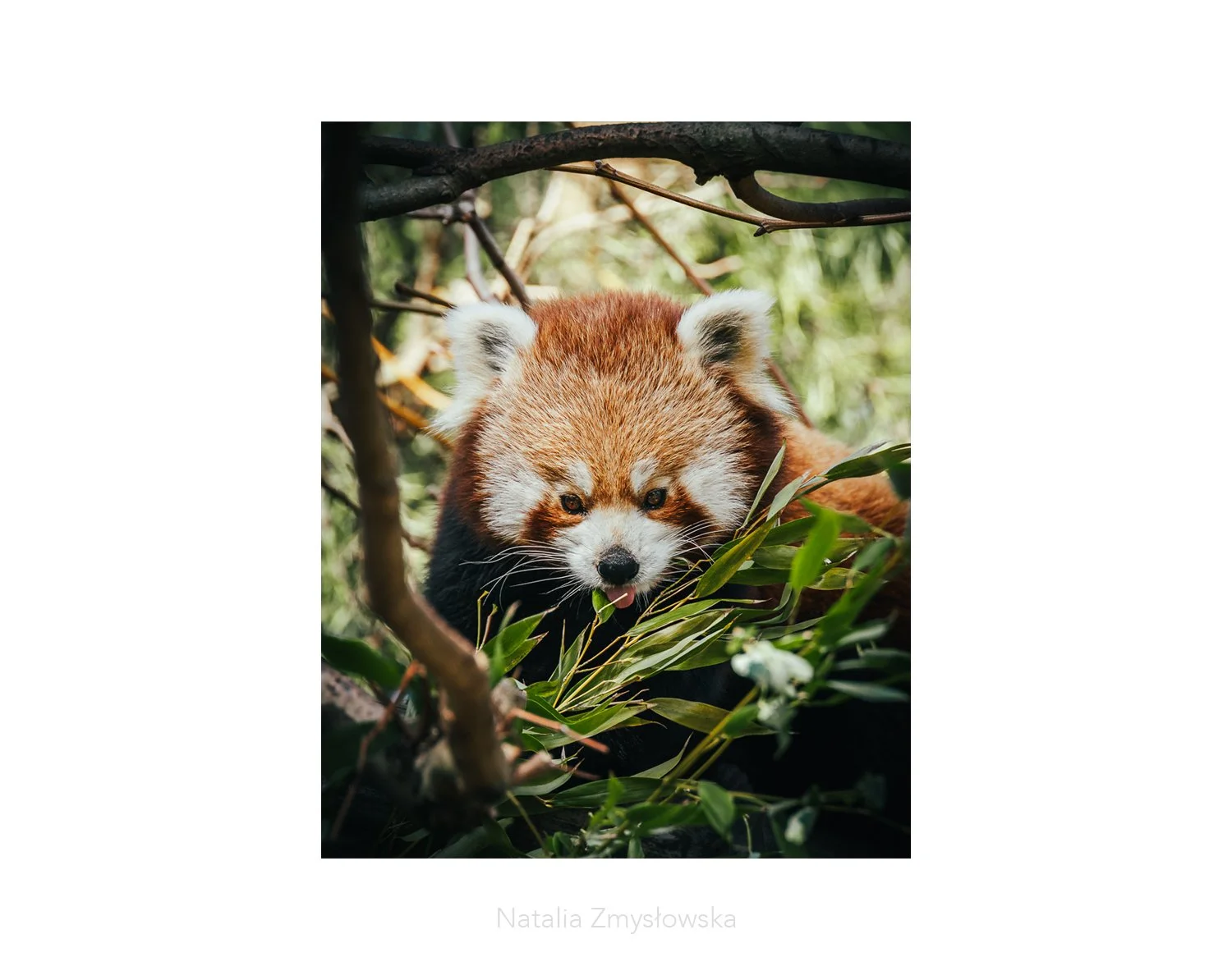 Red Panda - Among the Bamboo