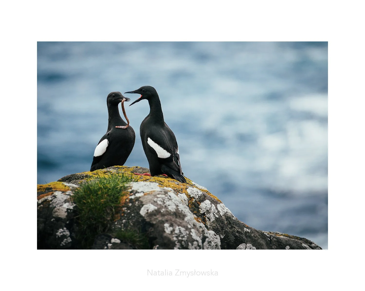 Guillemots - Faroe Islands - Dramatic Seabird Coastal Print