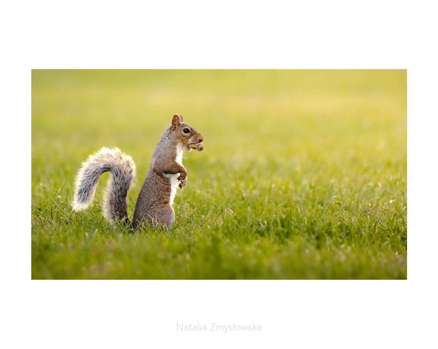 Squirrel - Peanut secured