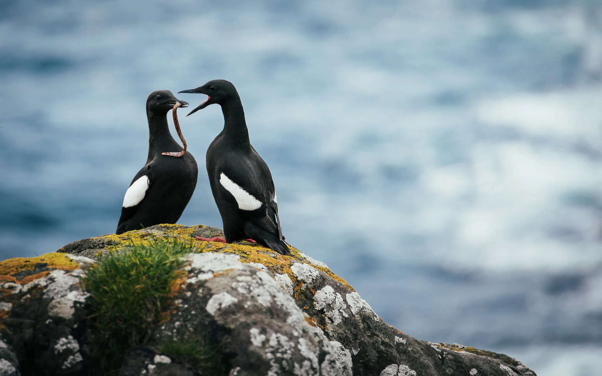 Two black and white ducks sharing a worm on a rocky surface near water.