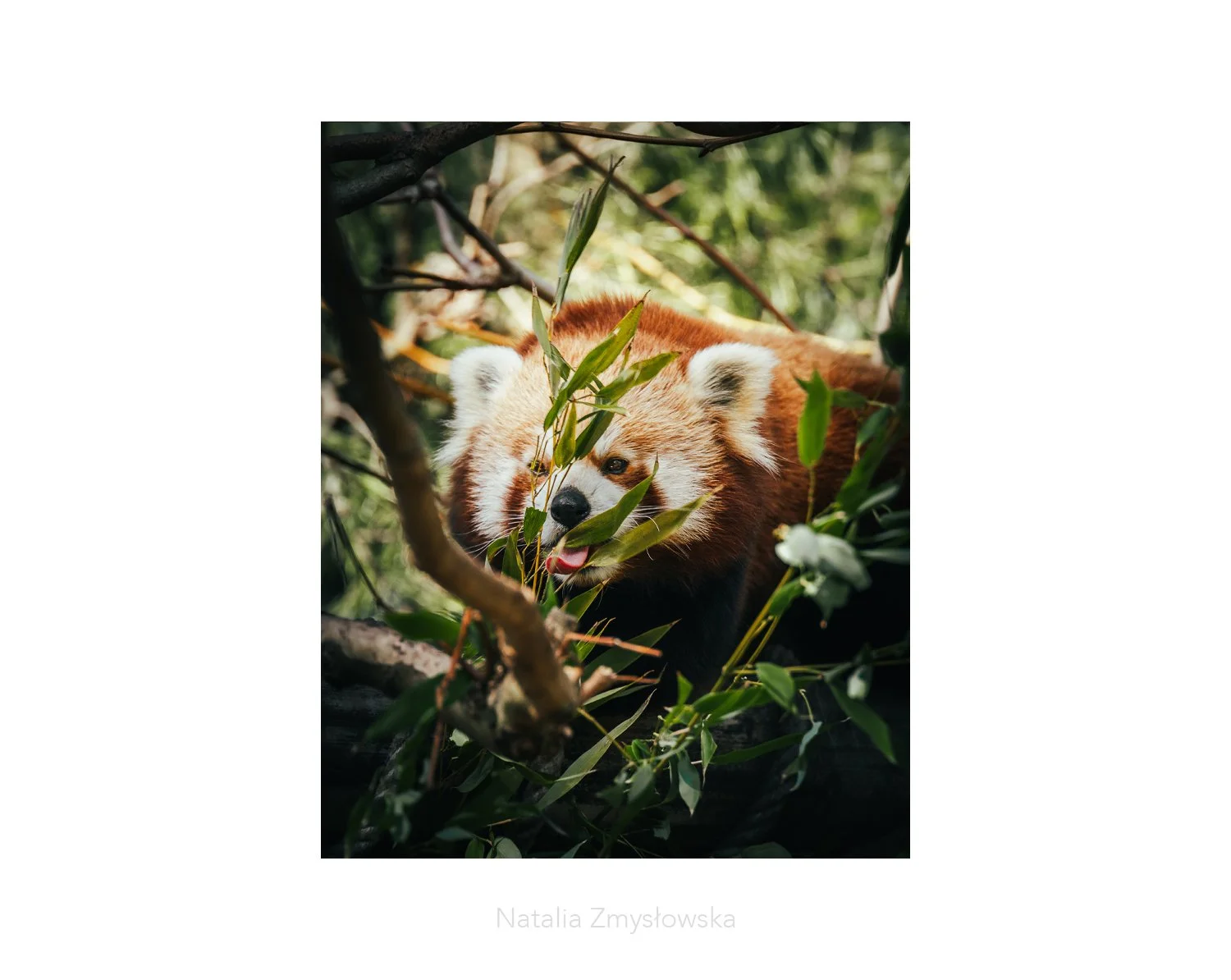 Red Panda - Cheeky leaf