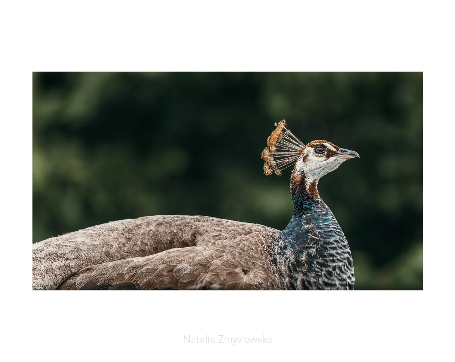 Peacock - Regal Stillness