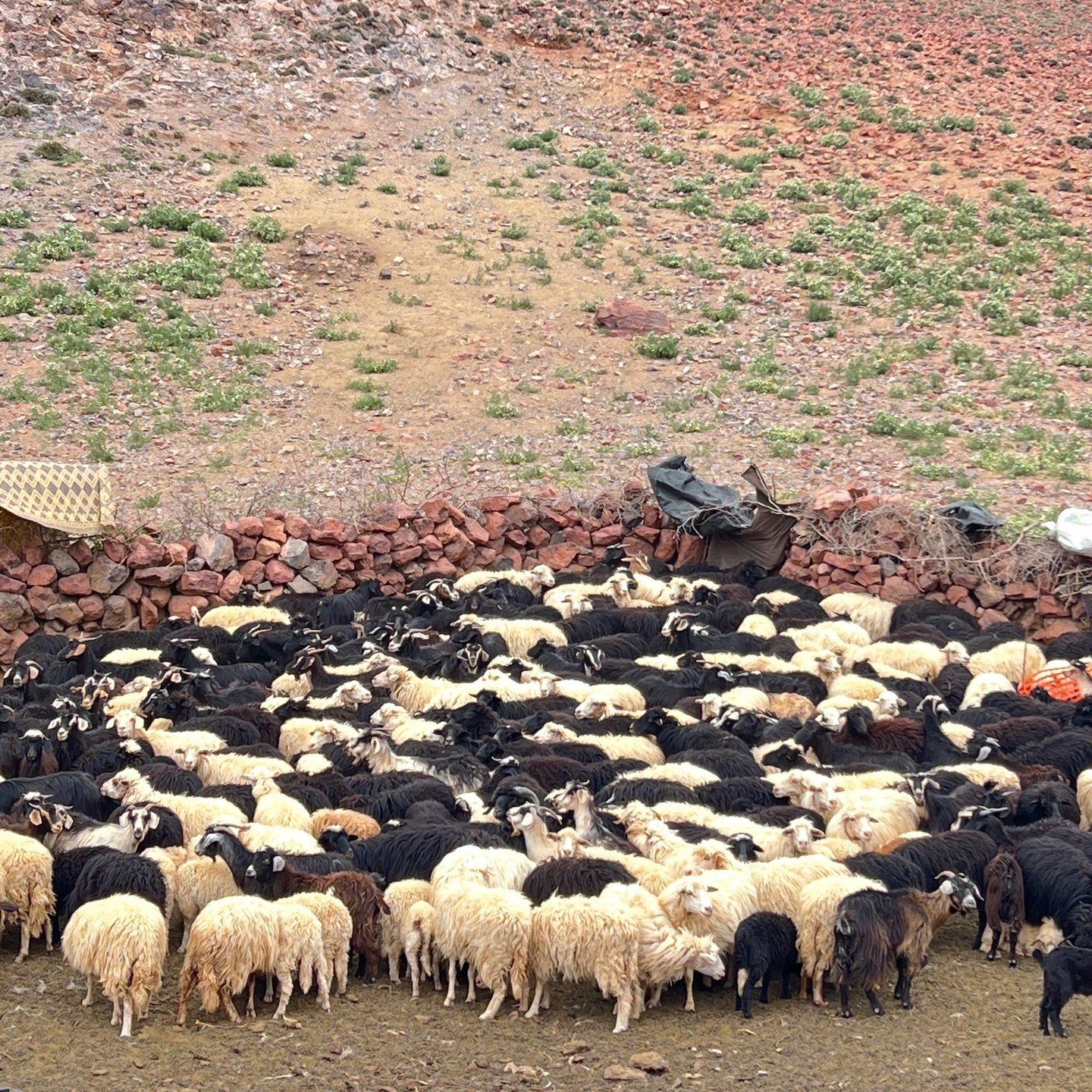 Wool is 100% natural, 100% renewable, 100% sustainable, and 100% biodegradable.
The Siroua wool we use for our rugs and home textiles is fully traceable with 100% Moroccan origin, providing total transparency and quality assurance ** #traceability #a
