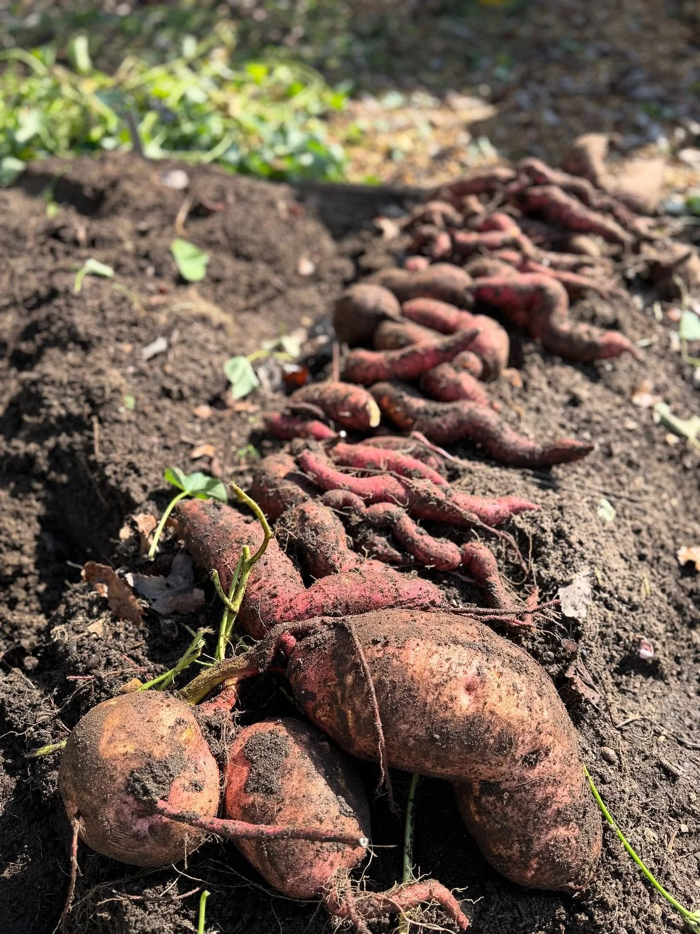 the day we&rsquo;ve been waiting for all summer!!!! sweet potato harvest day! 112 days in the making 💫💫💫

plantedgardenco.com

#plantedgardenco #kitchengarden #atlantagardens #growyourownfood
