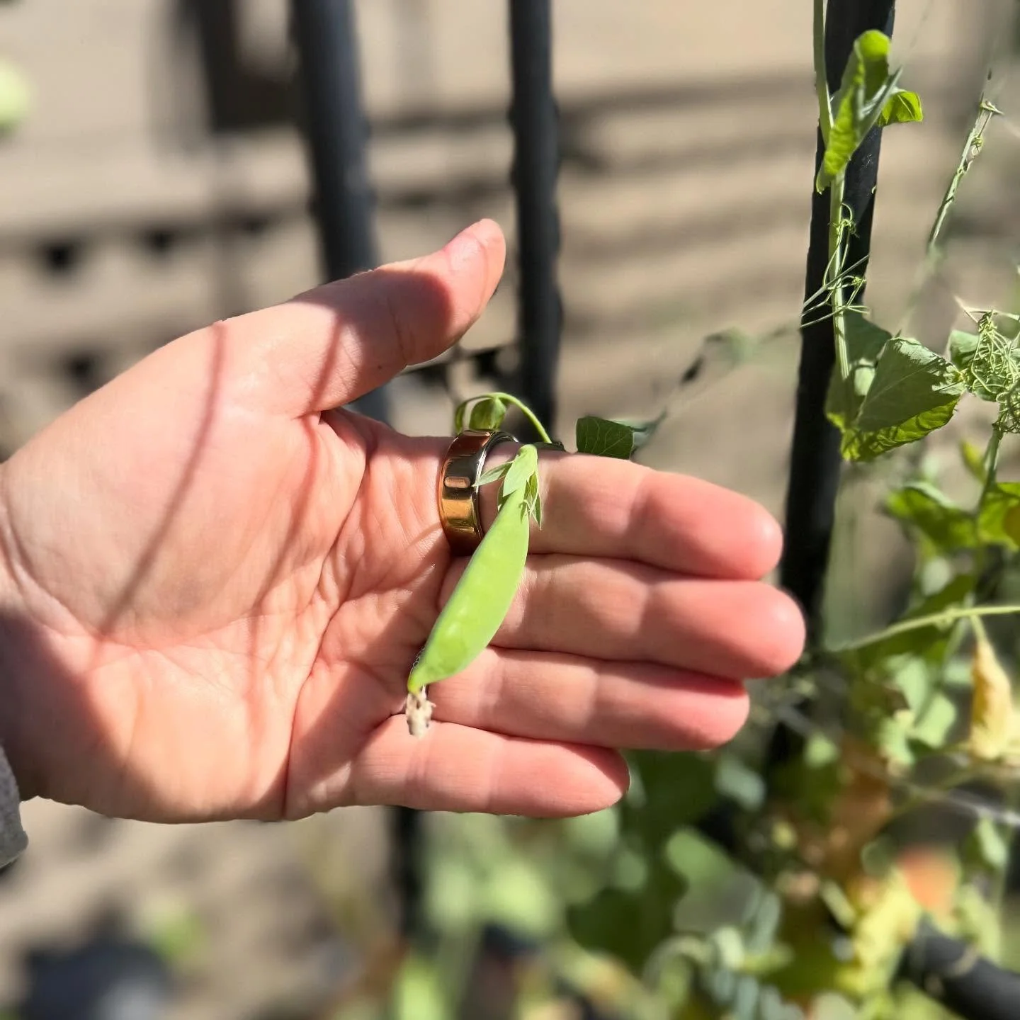 First snap peas of the season coming in!!!! Feels like Christmas morning!🌱😍