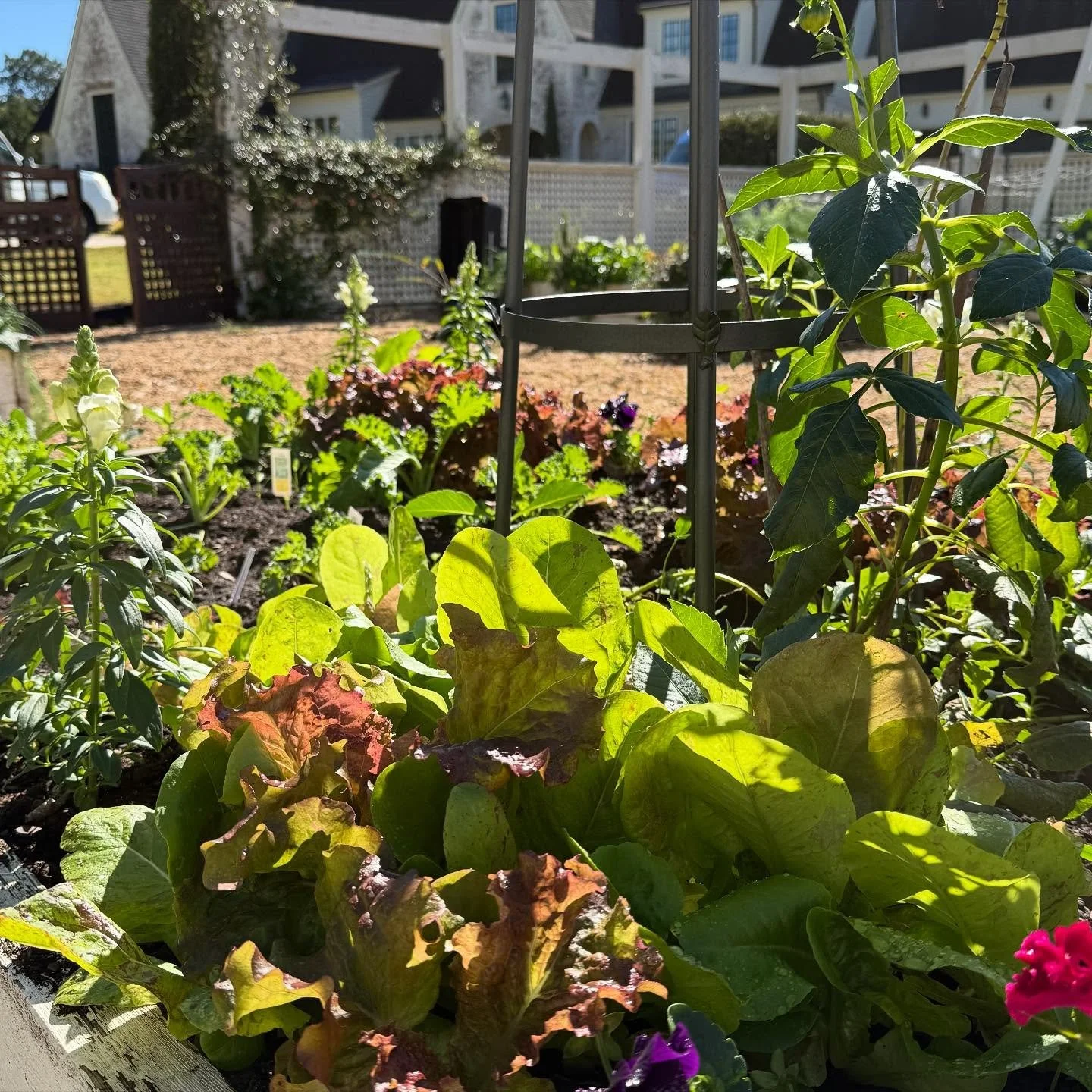 The fall garden is coming alive in our client&rsquo;s gorgeous kitchen garden!🥦🫛🥬🥕🧄🍅🥗

Grow with confidence. Grow with Planted Garden Co.
plantedgardenco.com

#plantedgardenco #kitchengarden #fallgarden #growyourownfood #atlantagardens