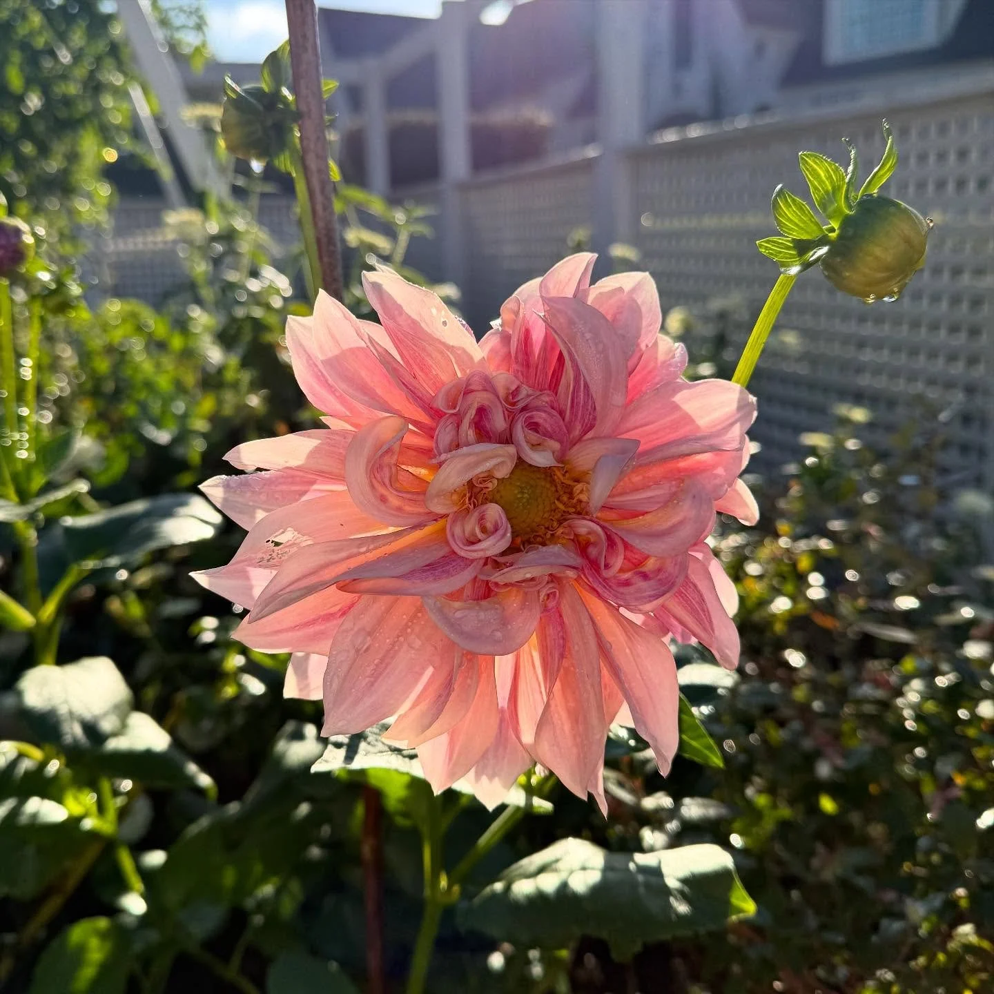 October dahlias&hellip;. there&rsquo;s just nothing quite like them.🌸