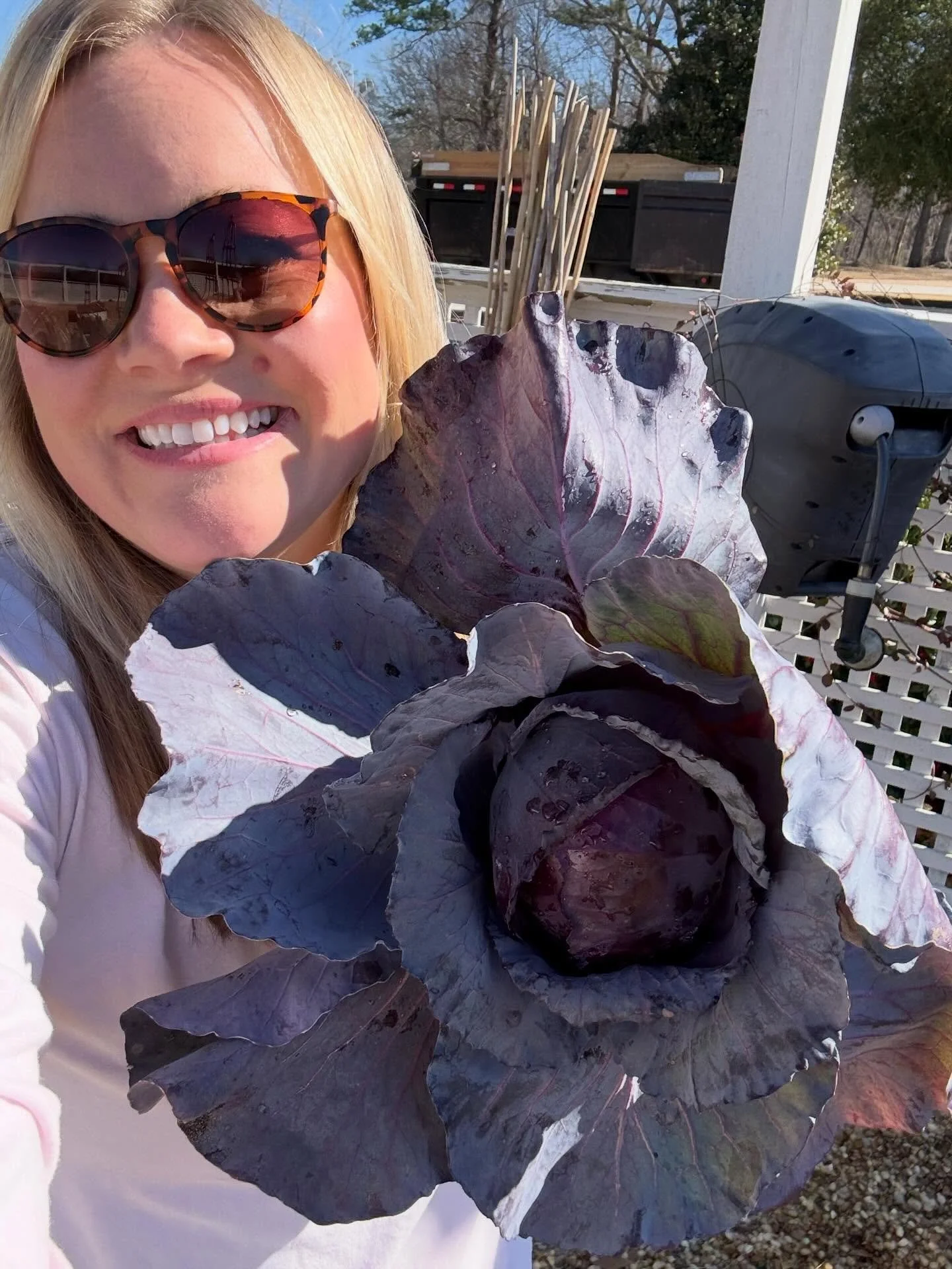 They say 2026 the year of the cabbage! 🥬 

We harvested this beauty today in our client&rsquo;s garden. She grew through fall, winter, sun, snow&hellip; and today was her day to shine!

Grow with confidence. Grow with @plantedgardenco.

plantedgarde