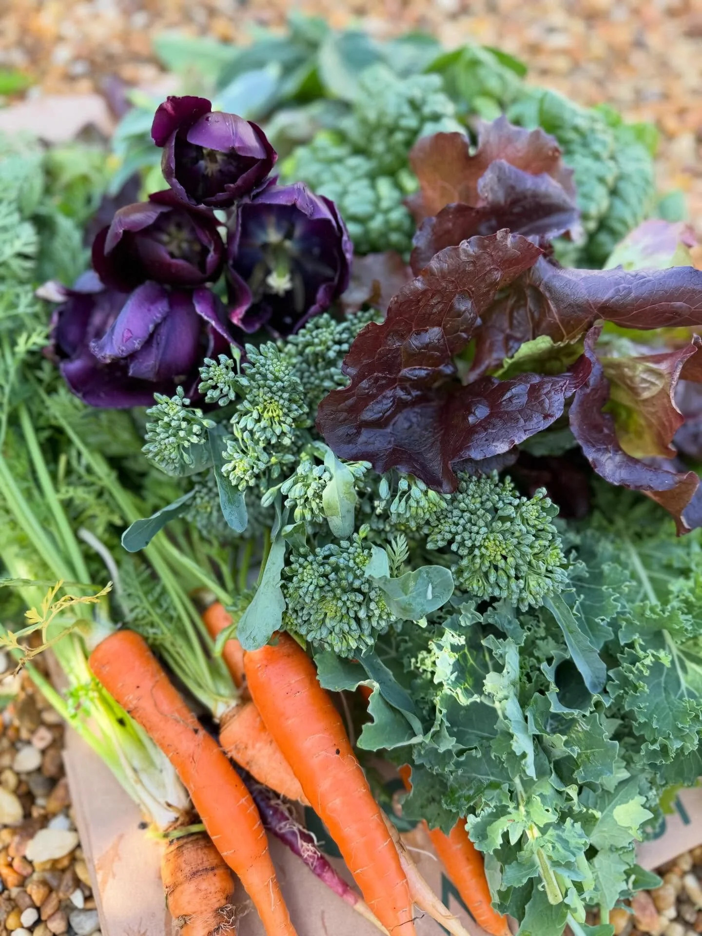 From the garden to your Easter table.🤍 carrots, broccolini, spinach, kale, salad greens, and of course, tulips.✨