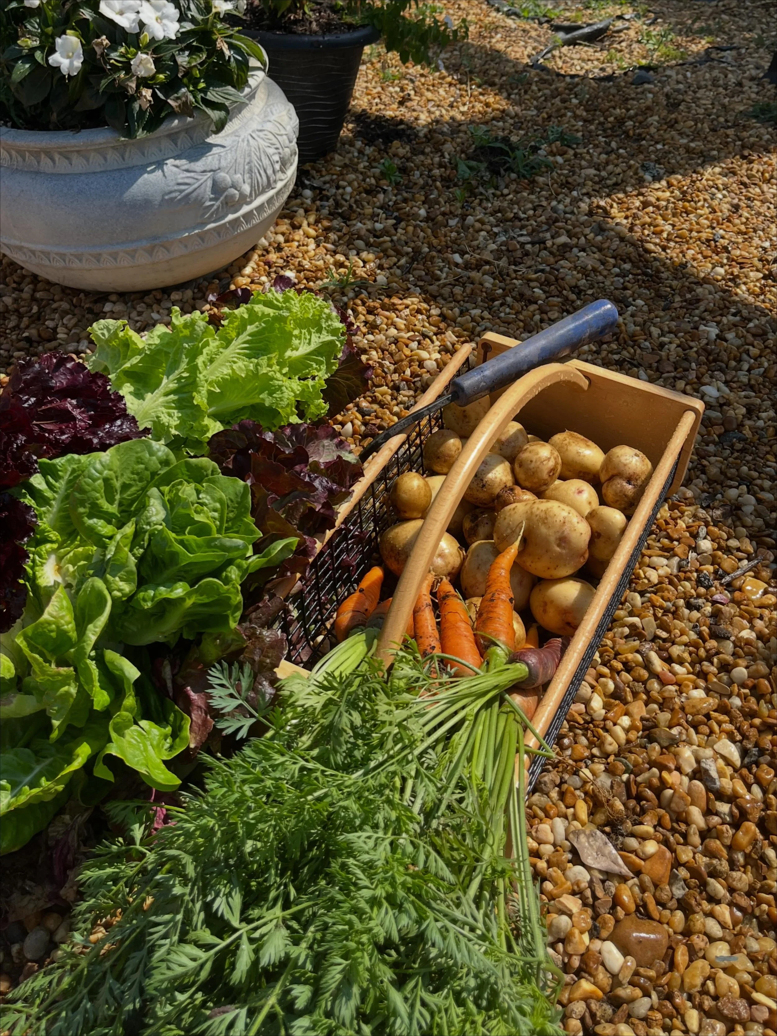 Gorgeous potatoes and carrots coming out of the spring garden in Atlanta.🤩