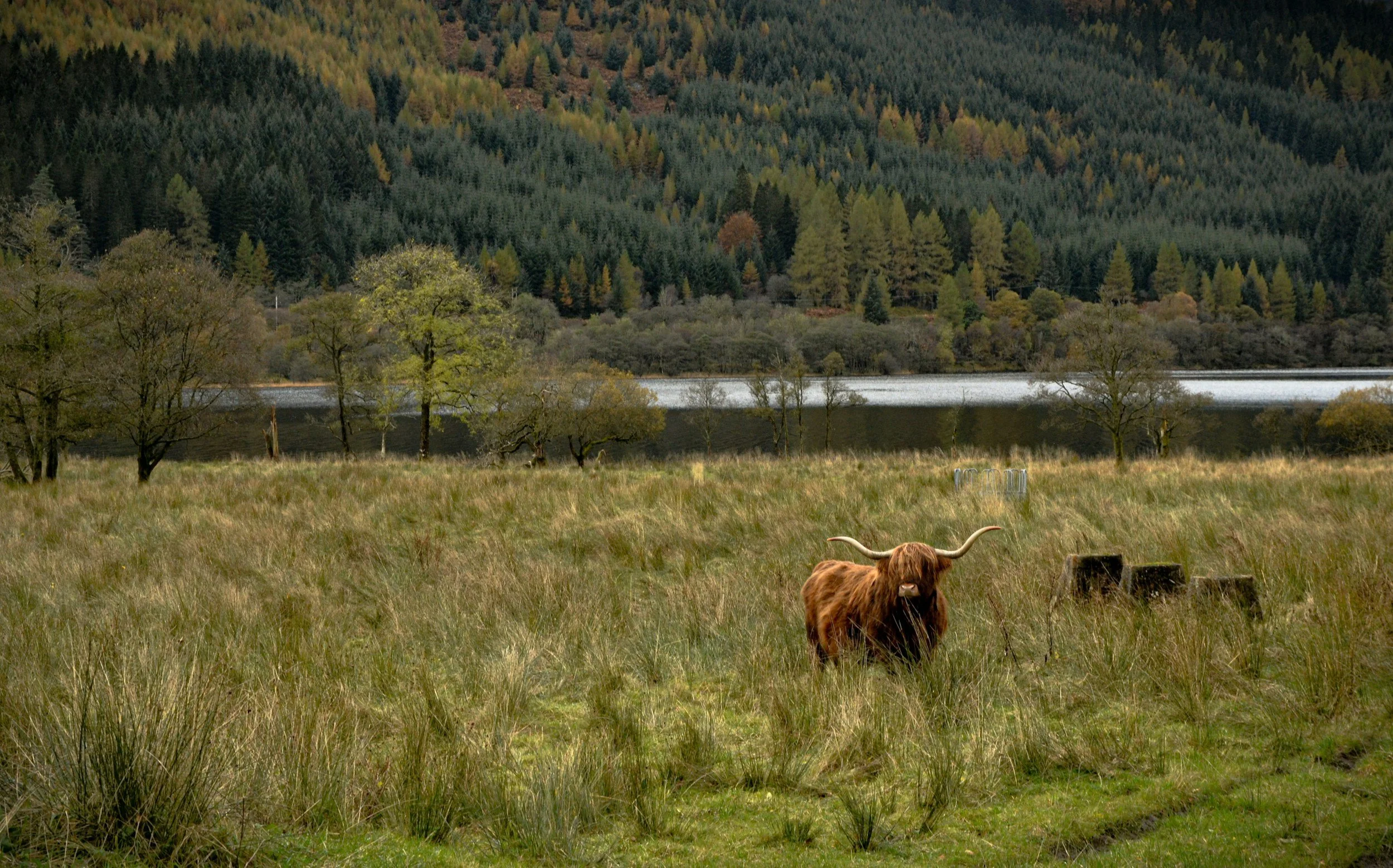 Highland cow in scotland