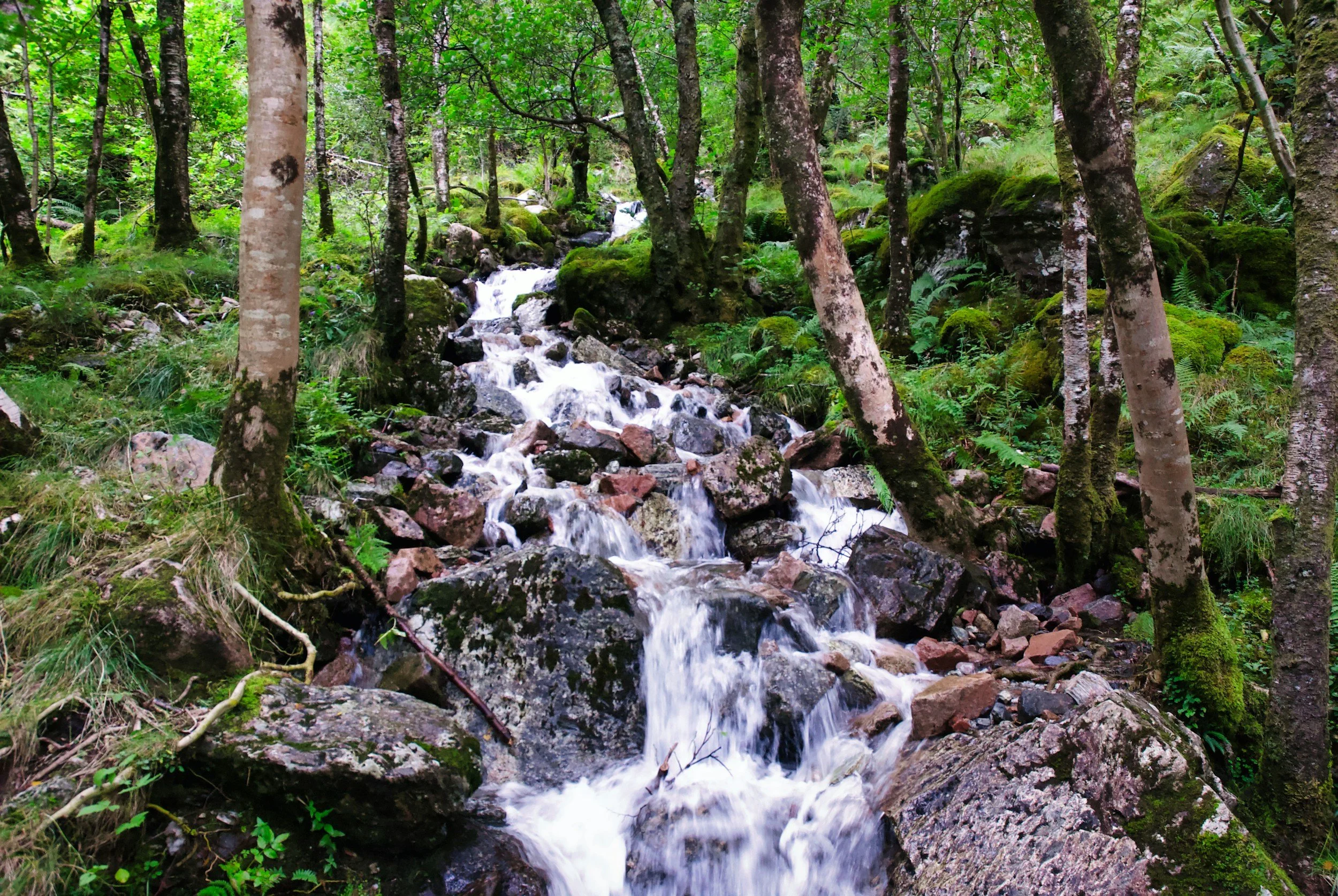 When Is Midge Season in Scotland and How Can You Avoid Bites?
