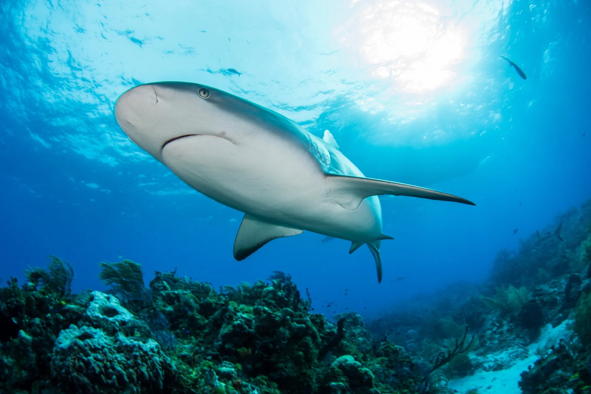 Bahamas-5.jpg