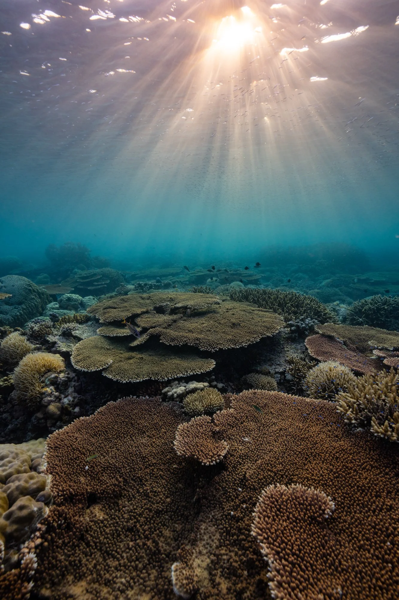 Apo Reef-4.jpg