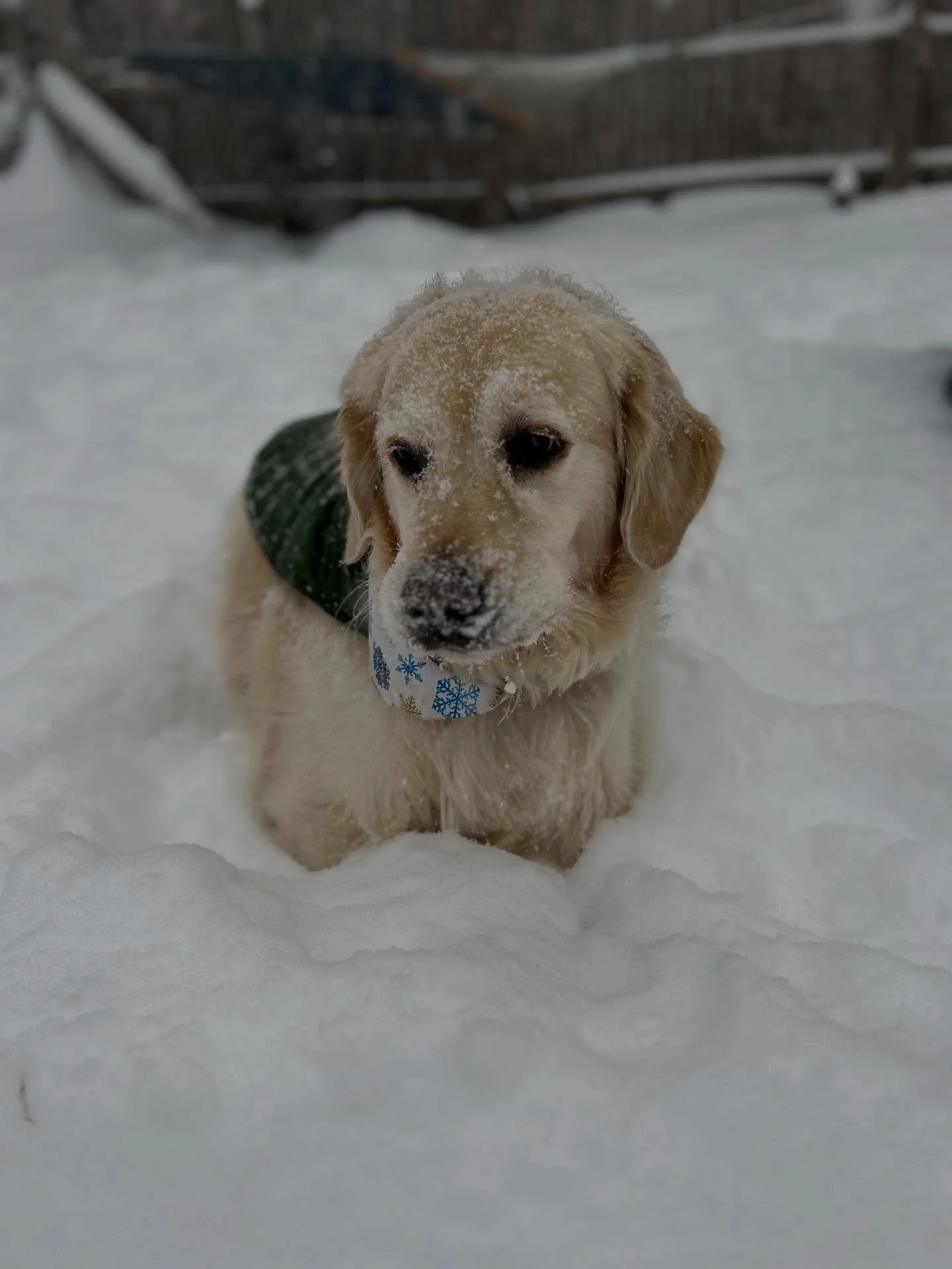 Life amidst the chaos ❄️