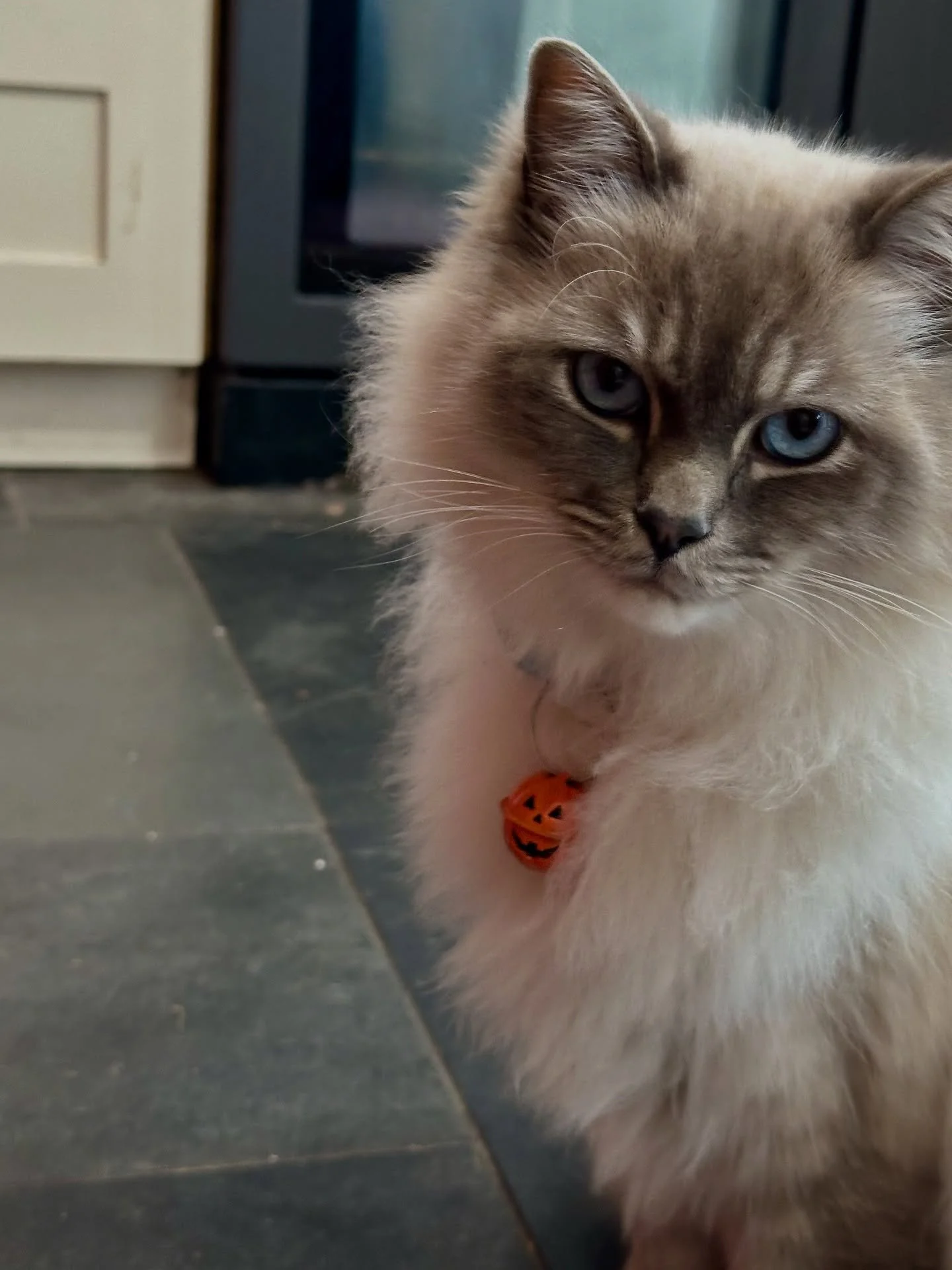 Their extreme spookinesses @ziggyfenwick and Sooty, empress of all, wish you a happy Halloween. Ziggy quite enjoys being Count Ziggula!! #ragdollcall #blackcat #cornwall