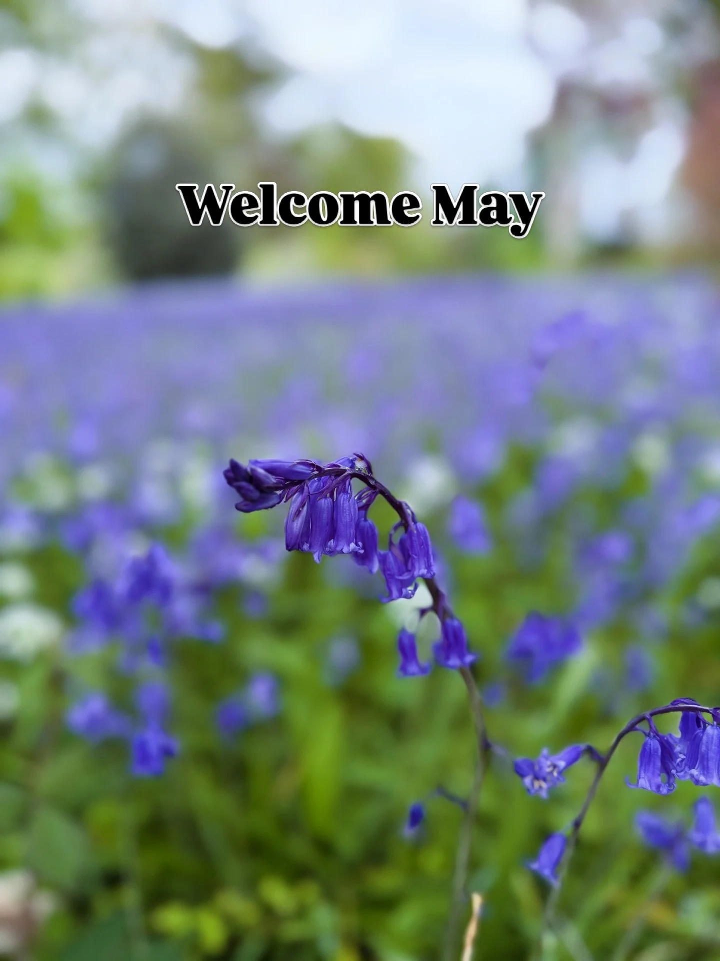 Hello, it&rsquo;s May!! The bluebells at @enysgardens are something truly special and Mr Liz and I took a walk in the blue on Tuesday. I wish I could describe how it feels to see blue as far as the eye can see. It fills something in me. There is cert
