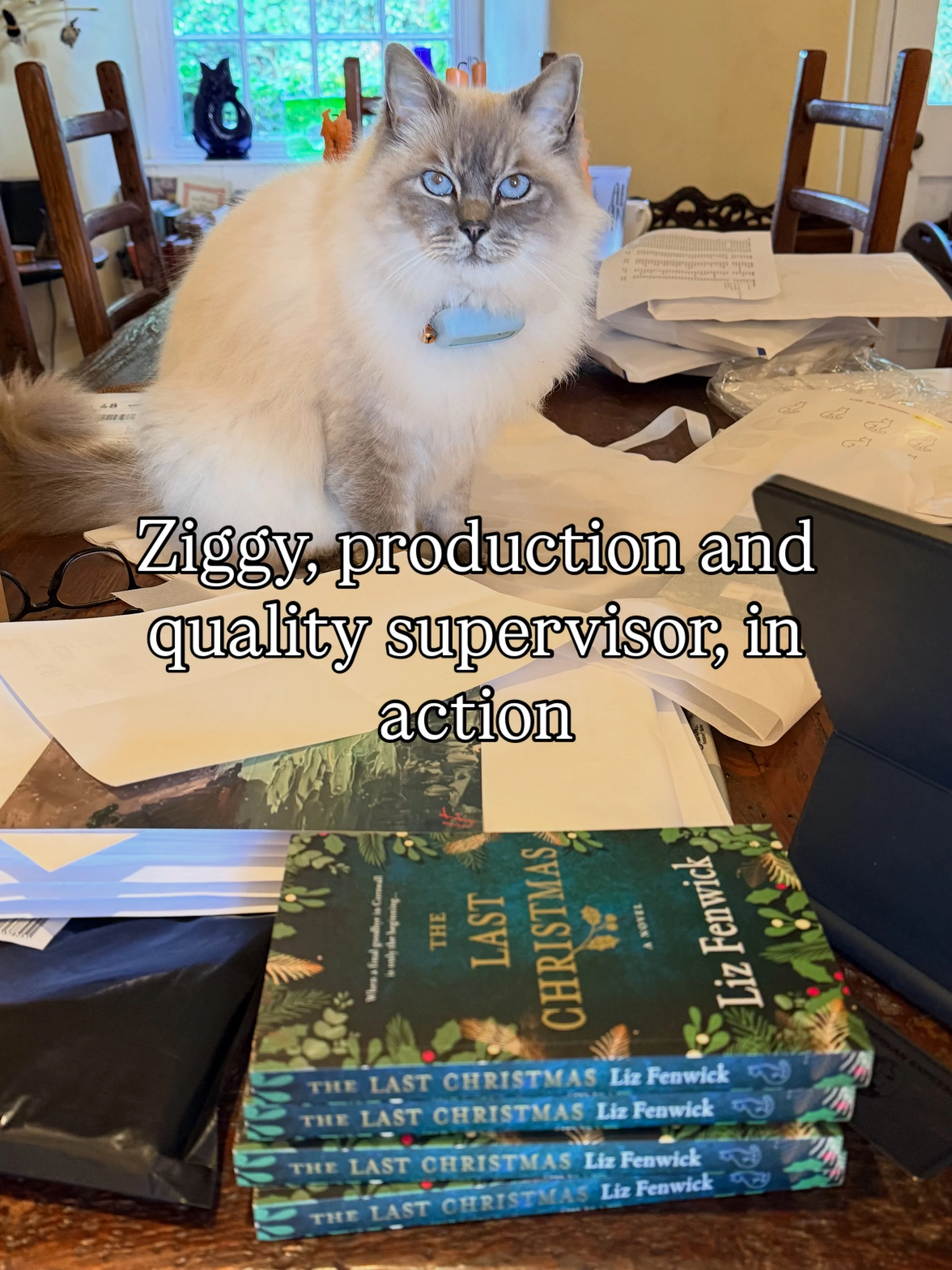 My supervisor @ziggyfenwick was not happy with my packing skills!! He ensured I had to redo my efforts to meet his standards!! #awriterslife #ragdollcats