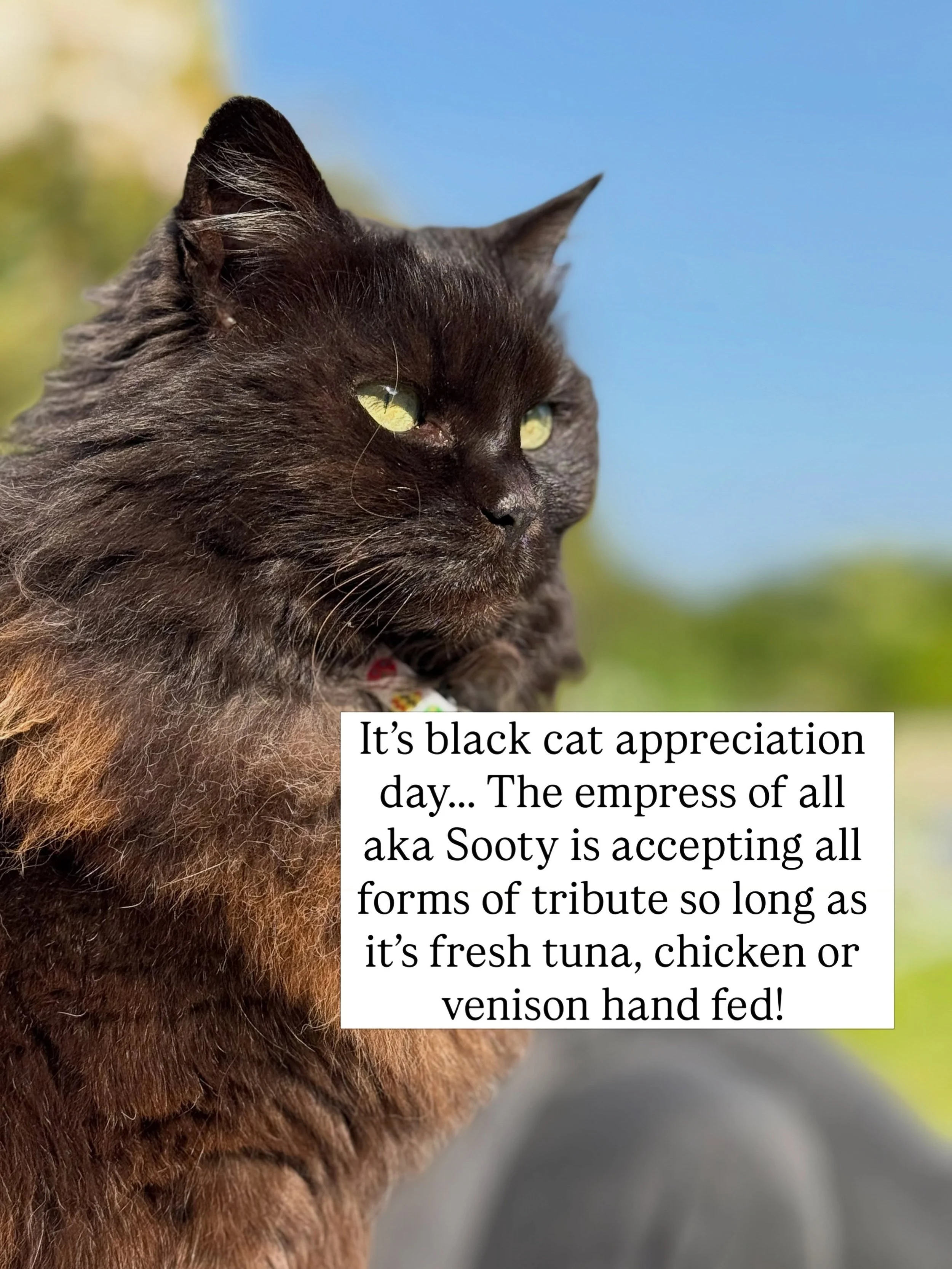 Senior cat Sooty expects all to bow before her and provide fresh morsels of her favourite foods. This of course she receives along with love. She came to us as five week old kittens out to be done away with in Dubai. That tiny fur ball rules our live