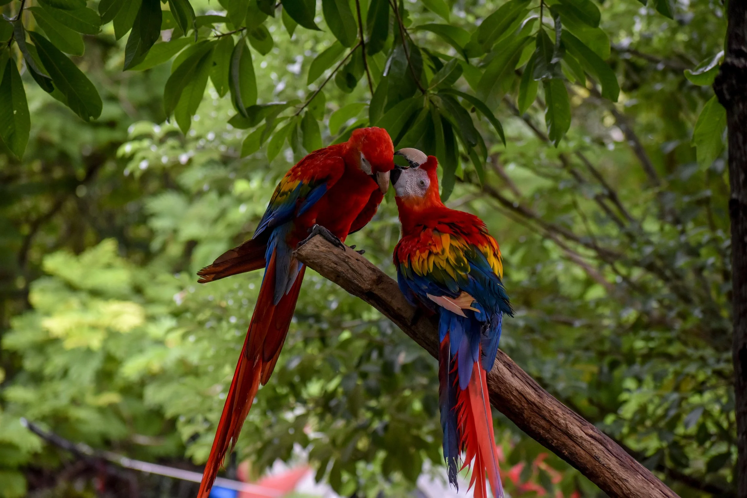 Nature as Lover: Reawakening the Art of True Intimacy