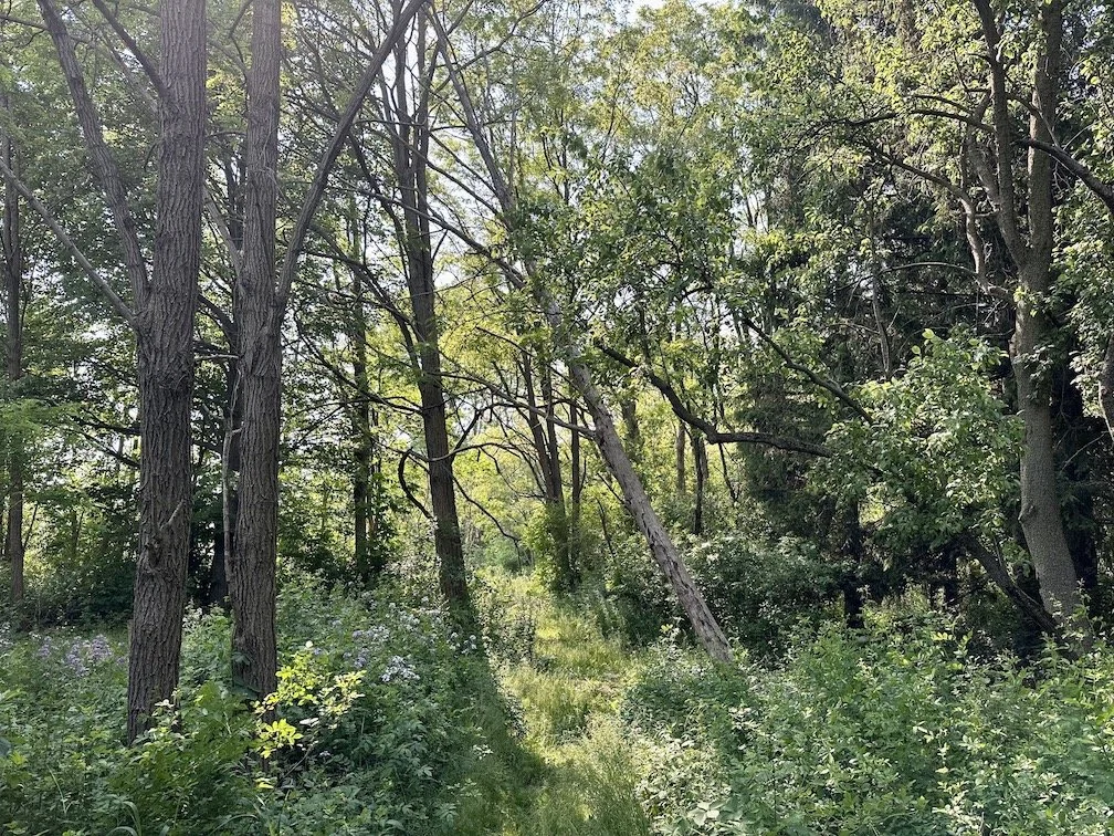 The Regenerative Power of Native Plants