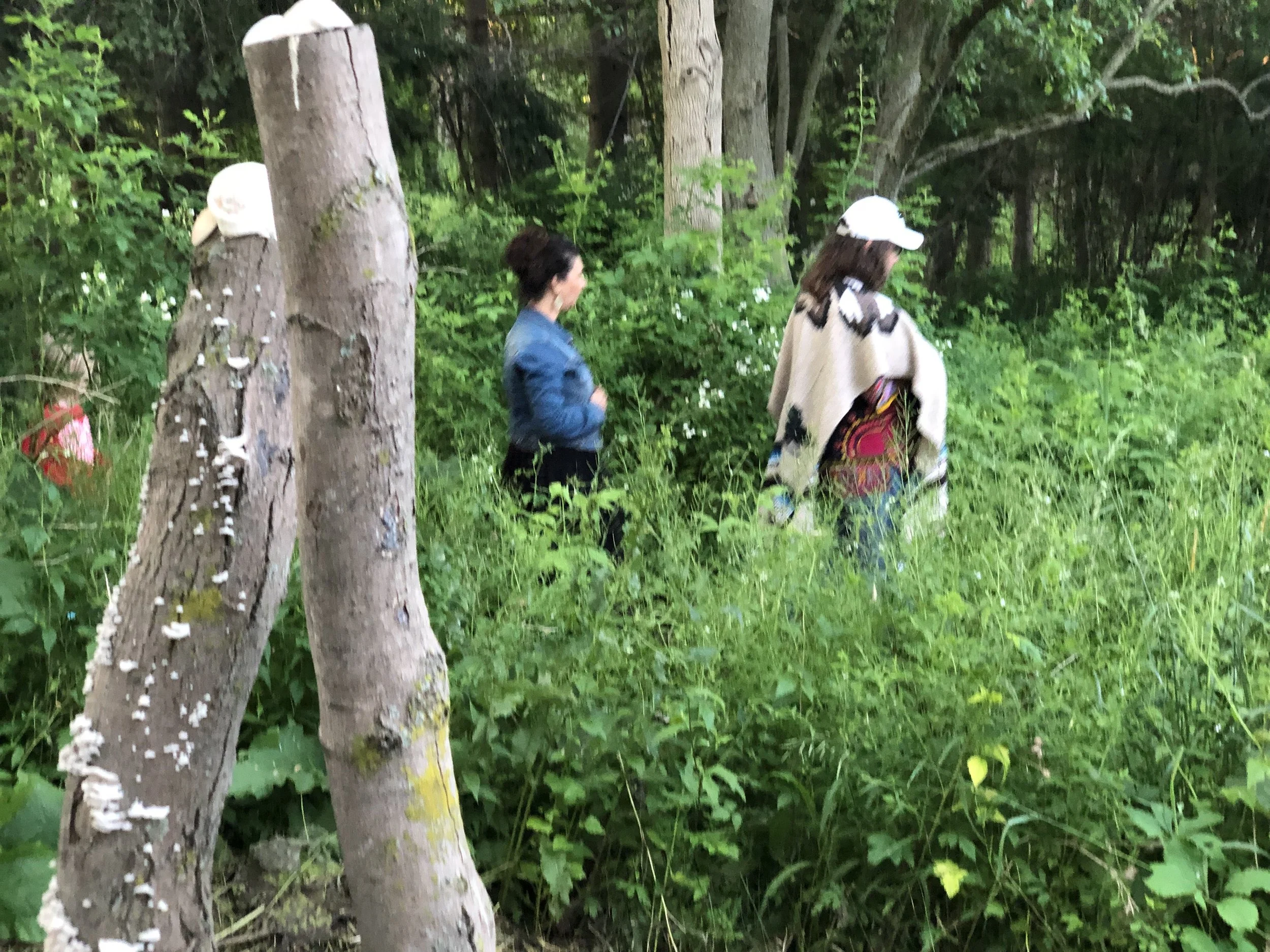 Regenerative Wildcrafting:  Cultivating Resilience in a Changing World