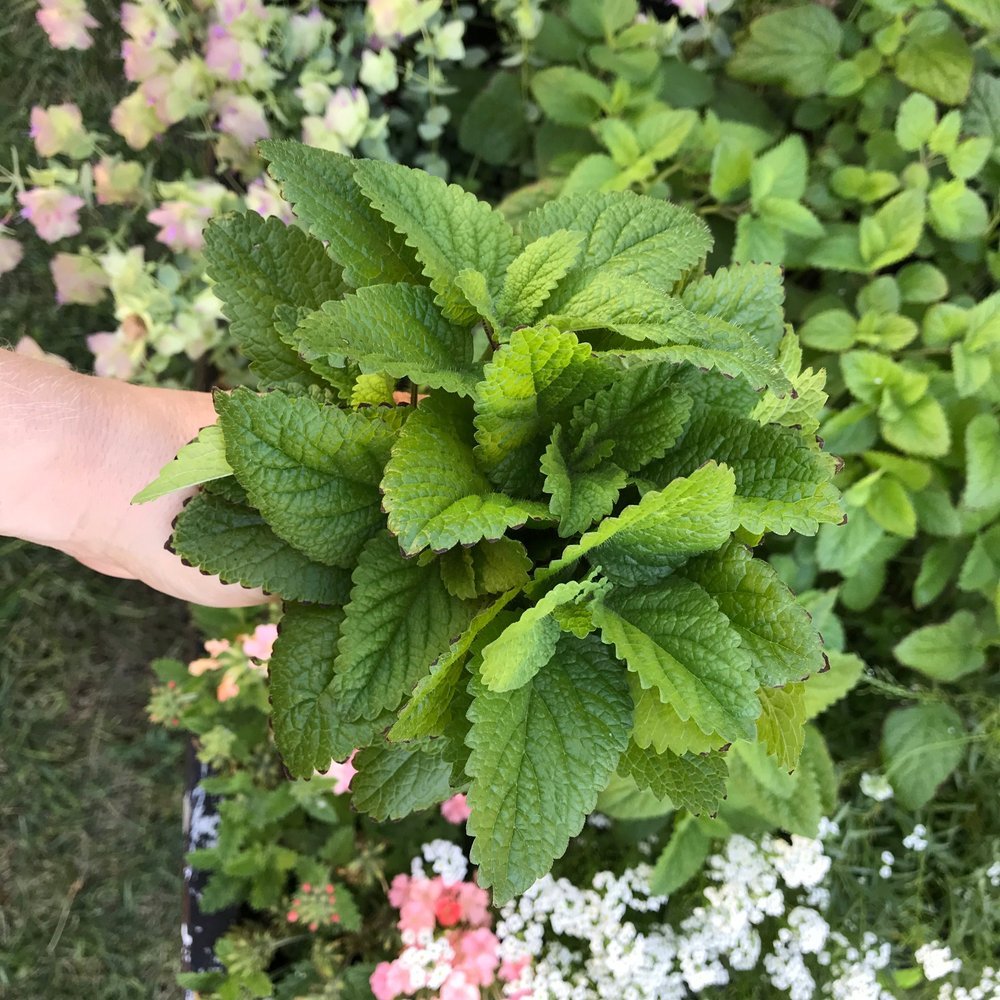 May 2 to July 24, 2025 - Practical Herbalism: Medicine for the People (3-Month Course)