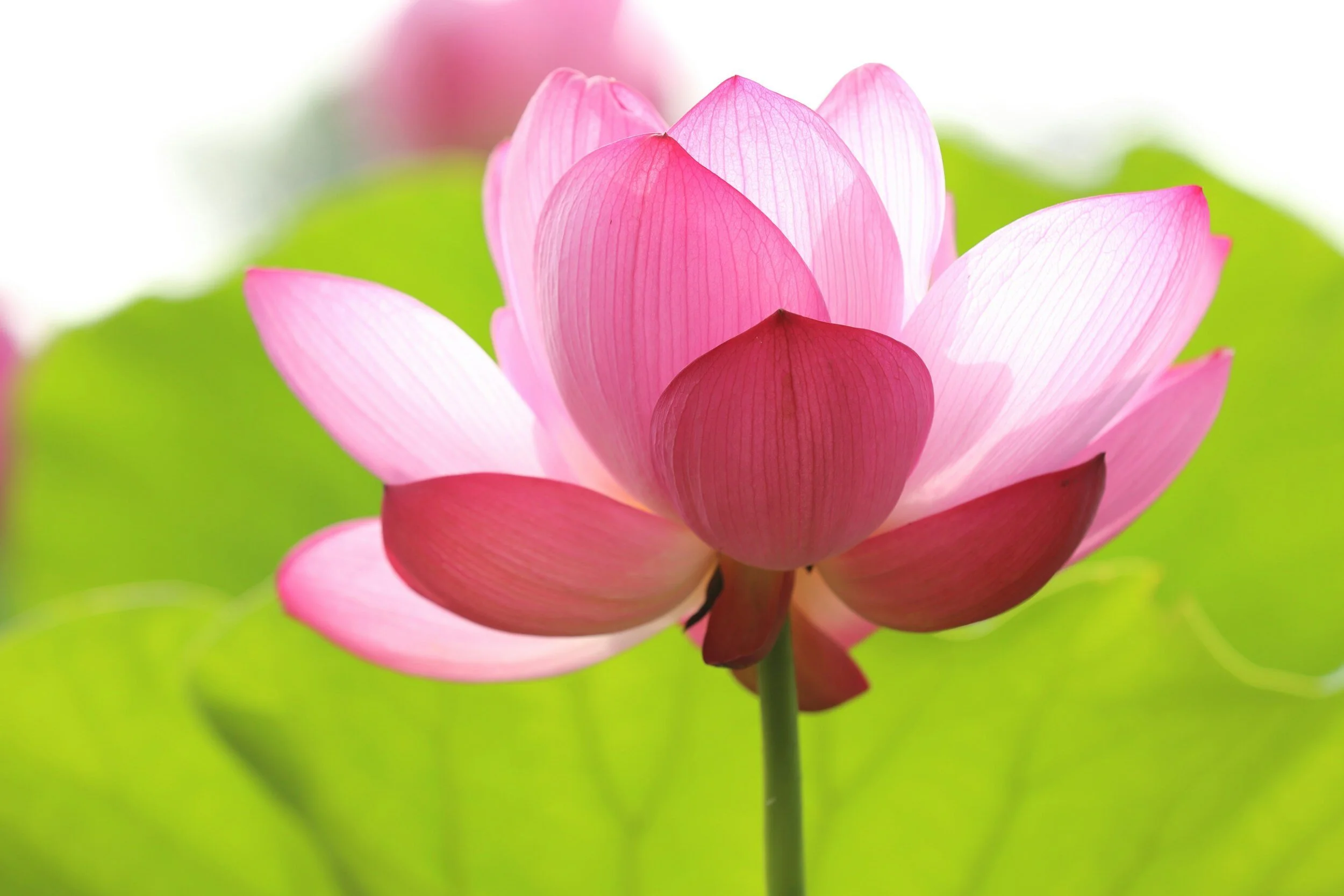 Ayurvedic Essentials: Ancient Wisdom for Whole Living