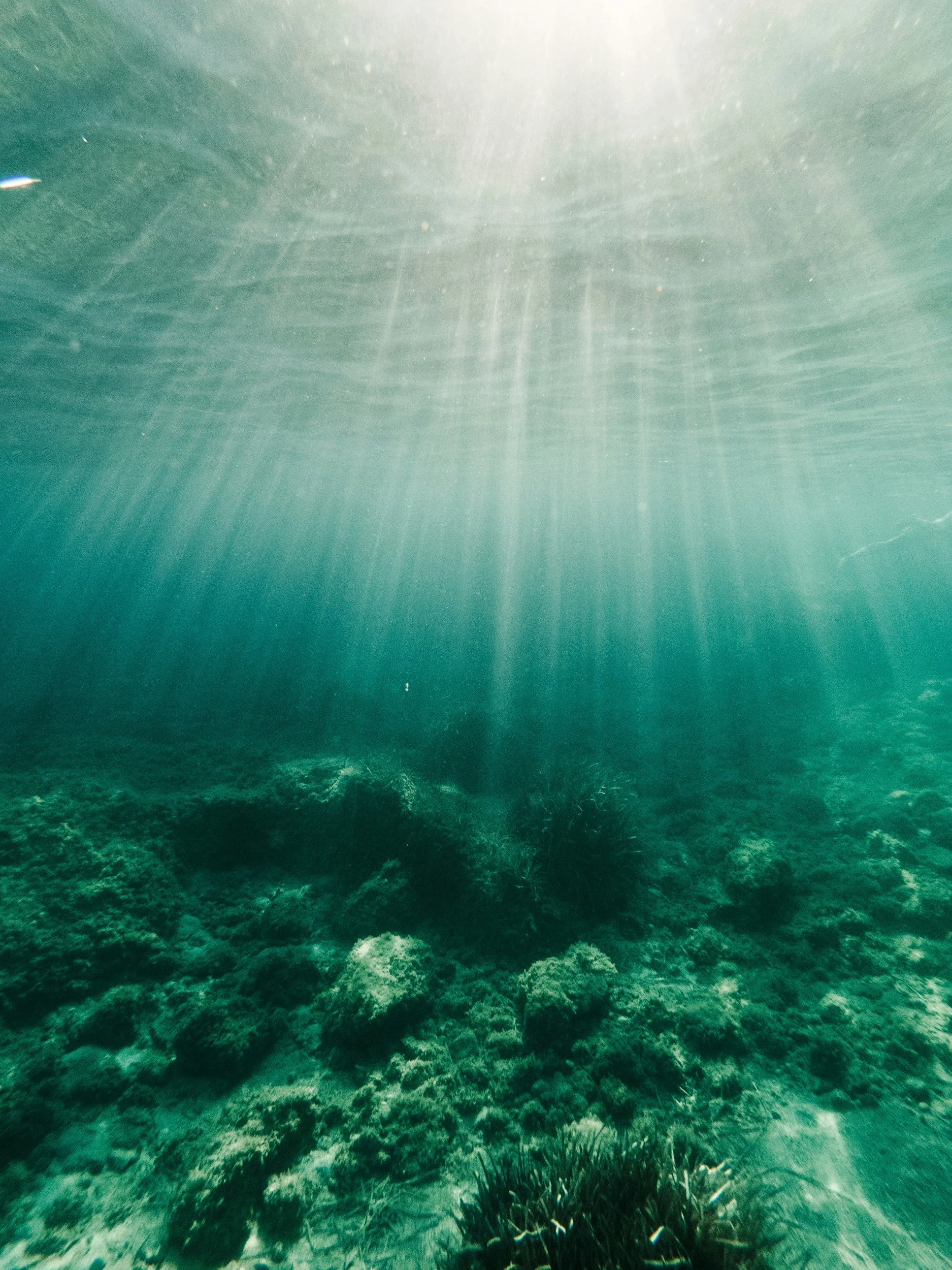 Introduction to Primordial Movement