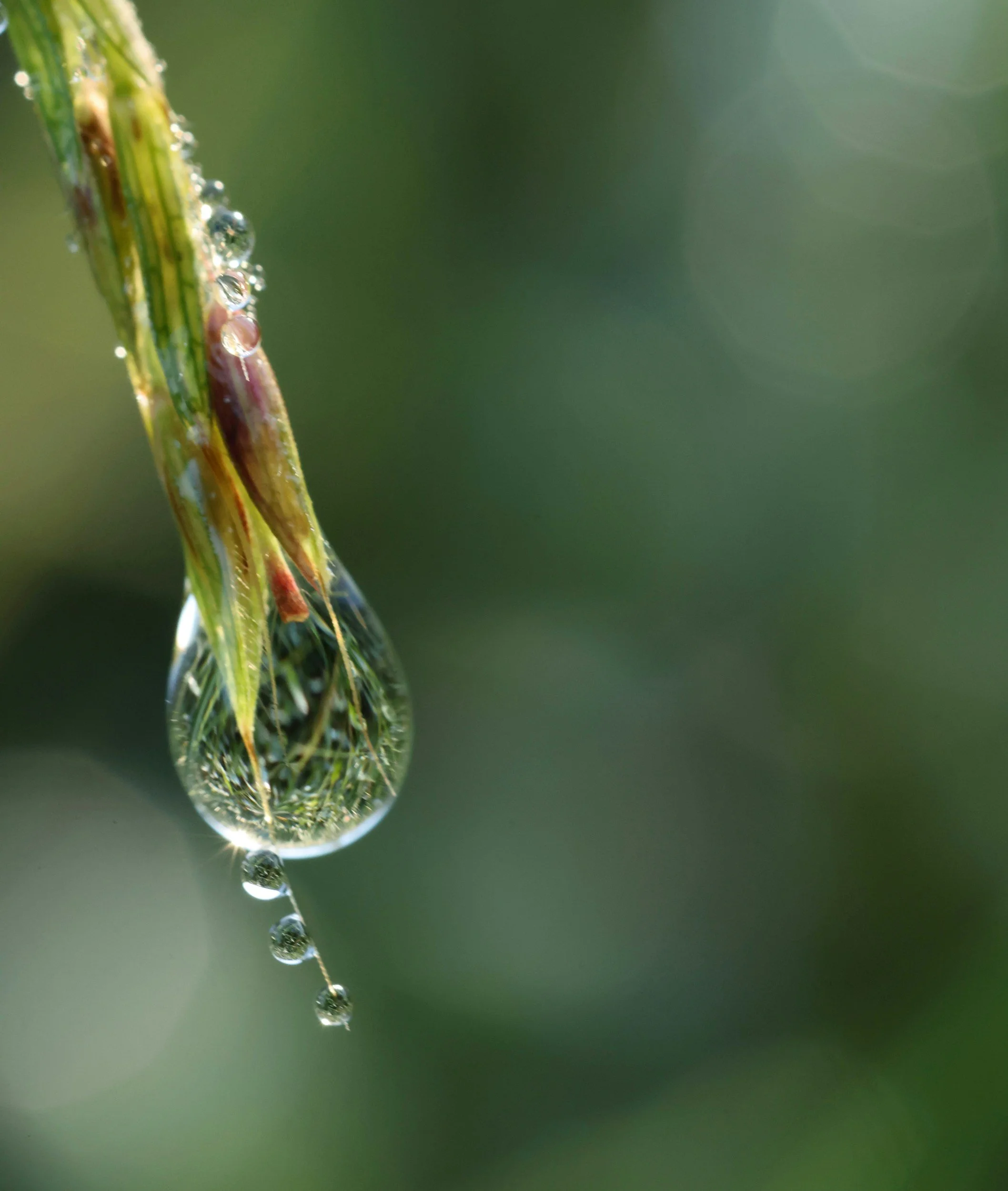 Spiritual Fasting: An Approach Inspired by Ayurveda in the Living Intelligence of Nature