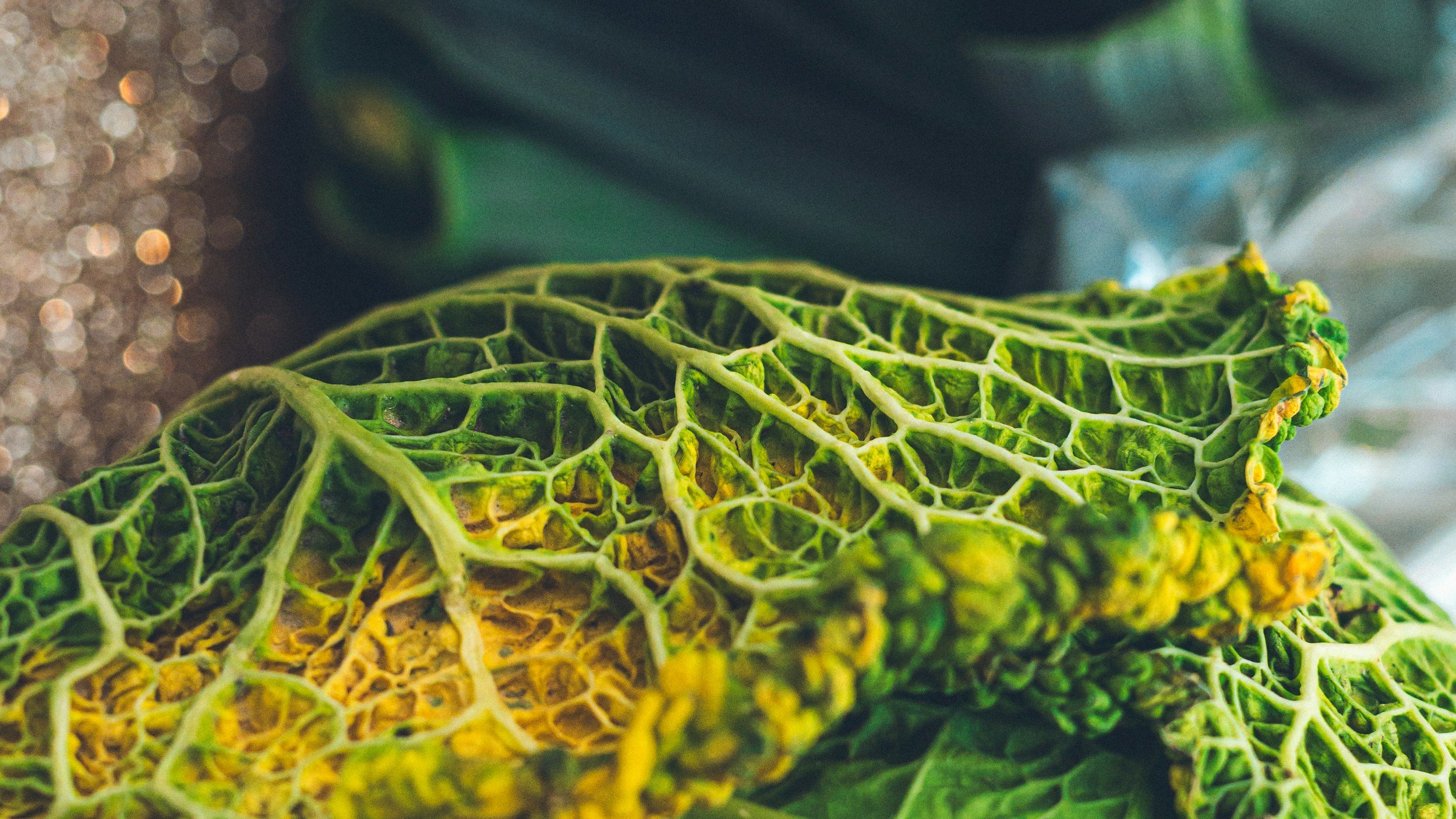 Goin' Wild for Wild Living Foods Webinar
